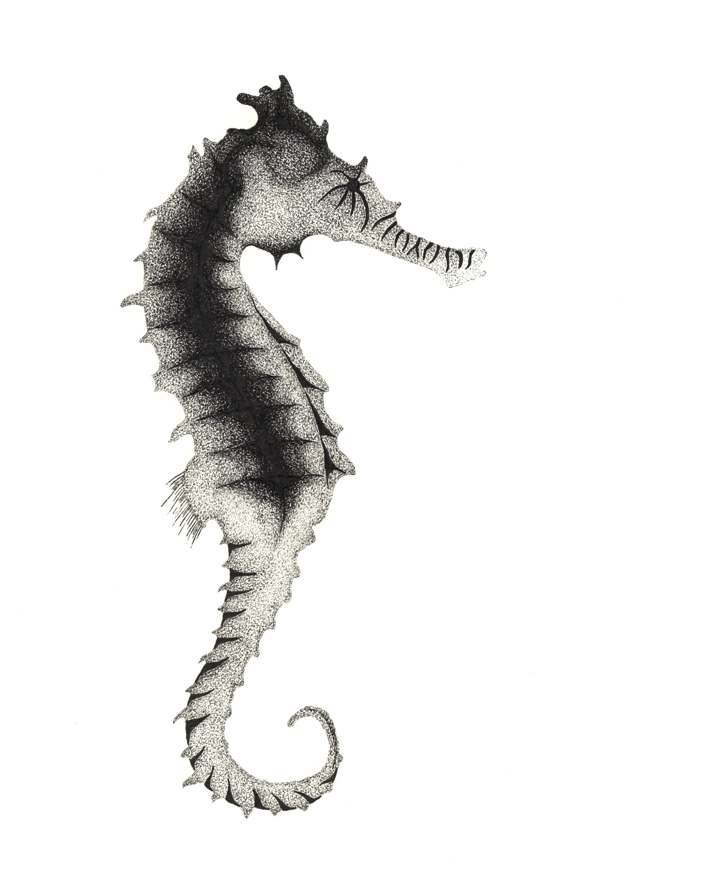 Pen and ink contemporary fine art by Doug Ashby. Black and white minimalist fine art. Seahorse.
