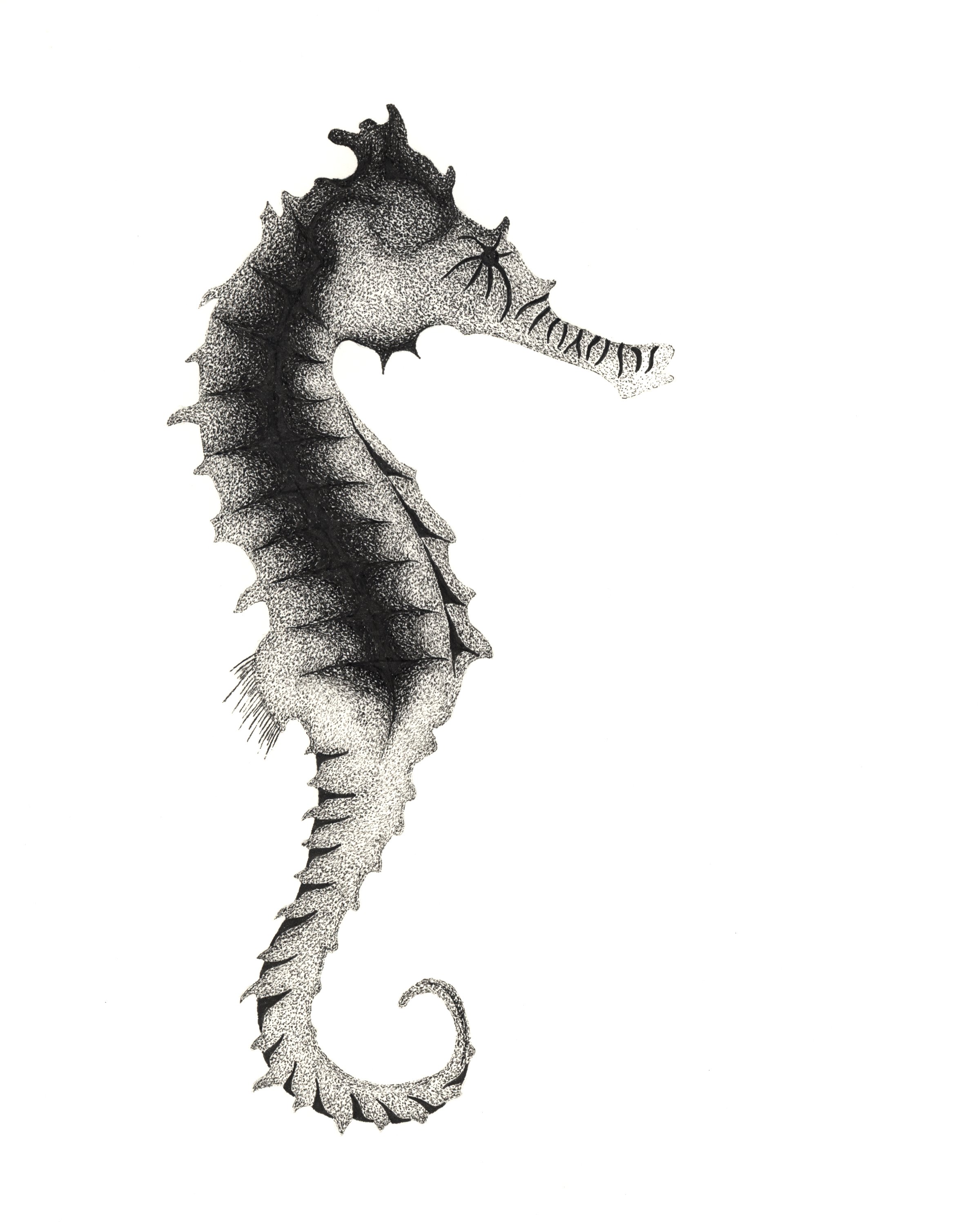 Between Currents: On the Seahorse, Liminal Space, and Seeing the Sacred
