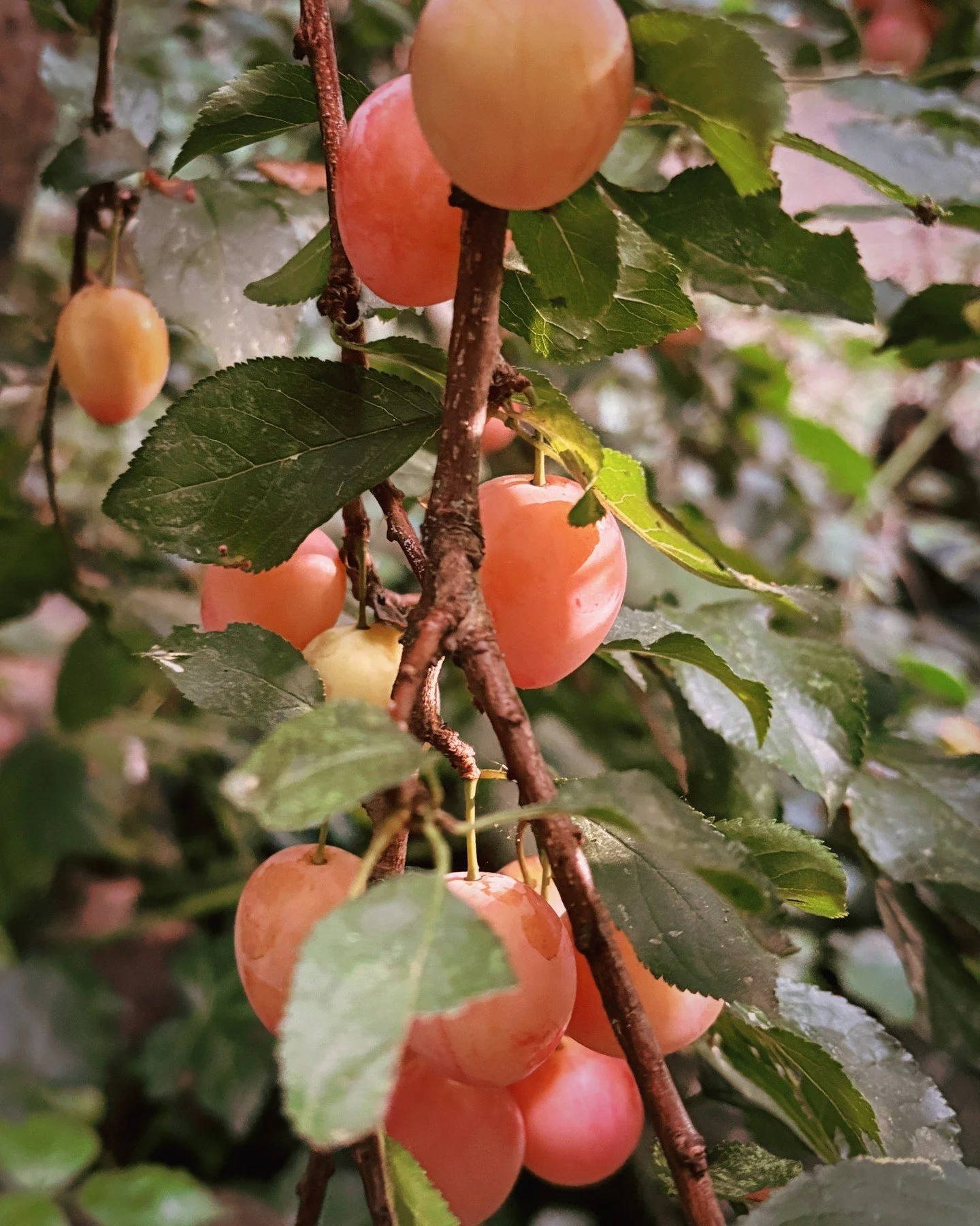It has been a hot minute since we last posted, we have been so busy this summer! We are here and ready to share a series of GORGEOUS autumnal photos from our recently completed gardens this year. ⁠
⁠
Is the garden on your to do list STILL? C'mon, get