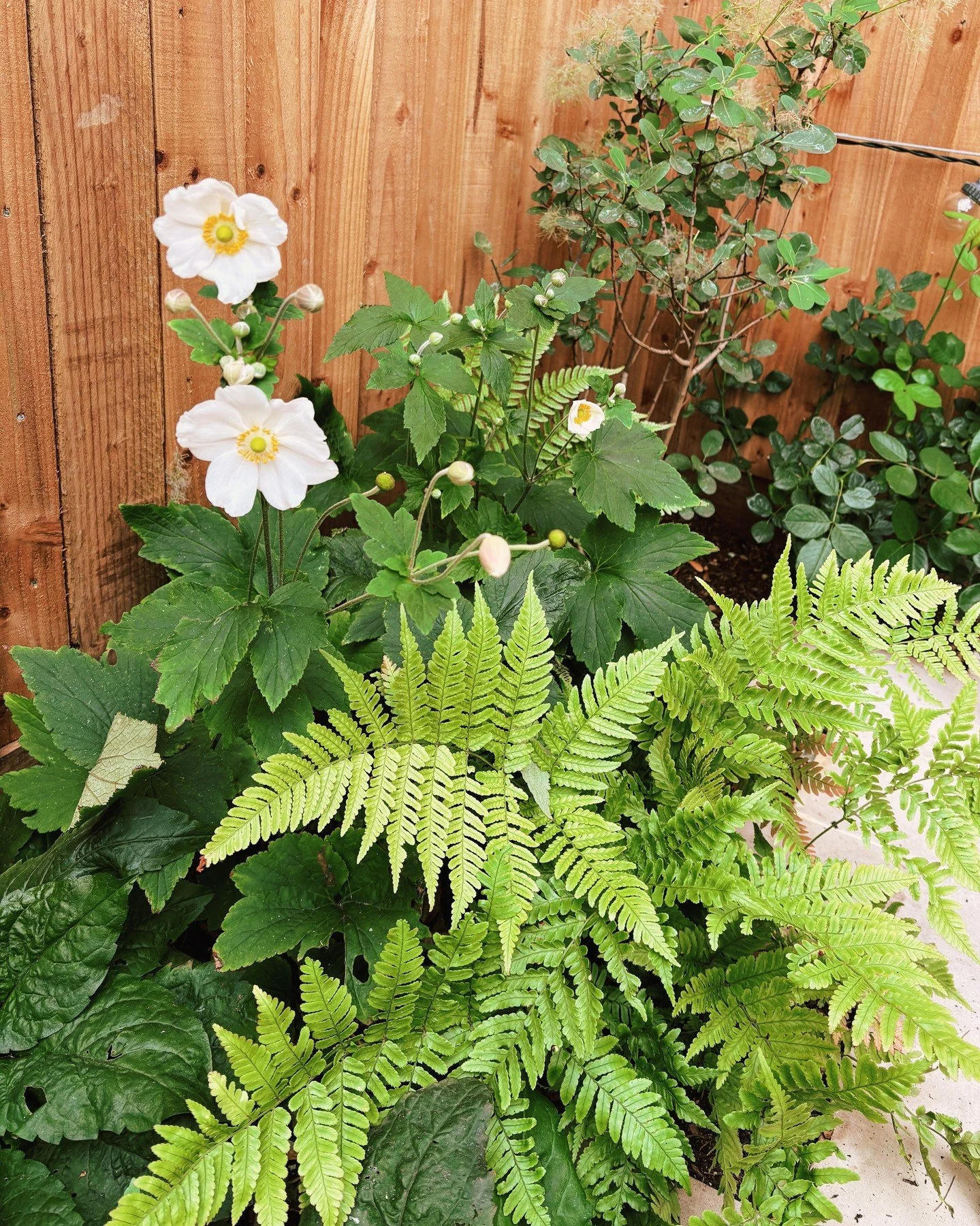 Happy plant pairings in our Forest Gate garden- we cant wait to come back next year when the planting has established!
