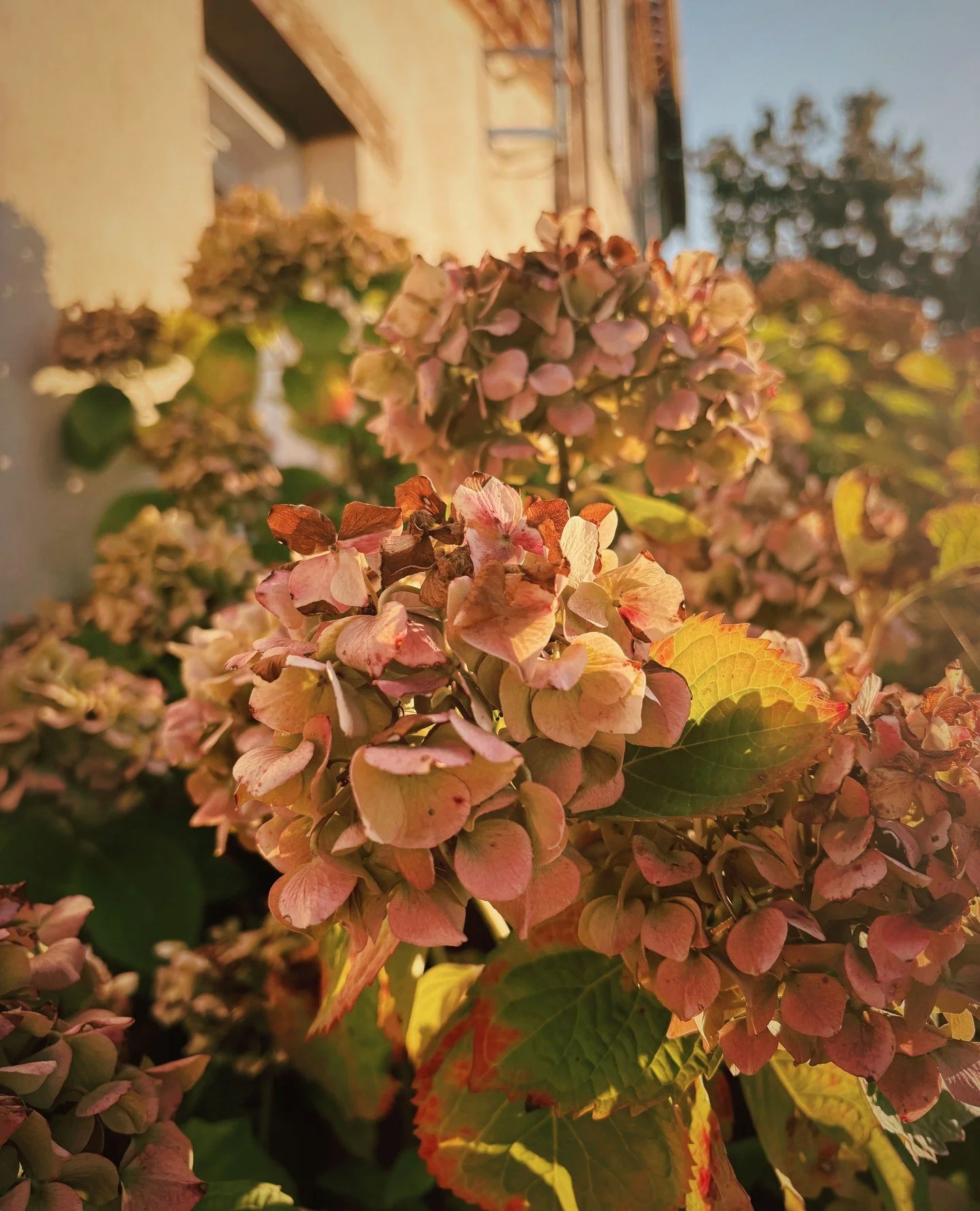 The hydrangeas are doing absolute bits this time of year, I love it when they just start to turn and the colours turn dusty and muted, so beautiful.⁠
⁠
Try oak leaf hydrangeas for incredible autumn colour, or this fab hydrangea macrophylla