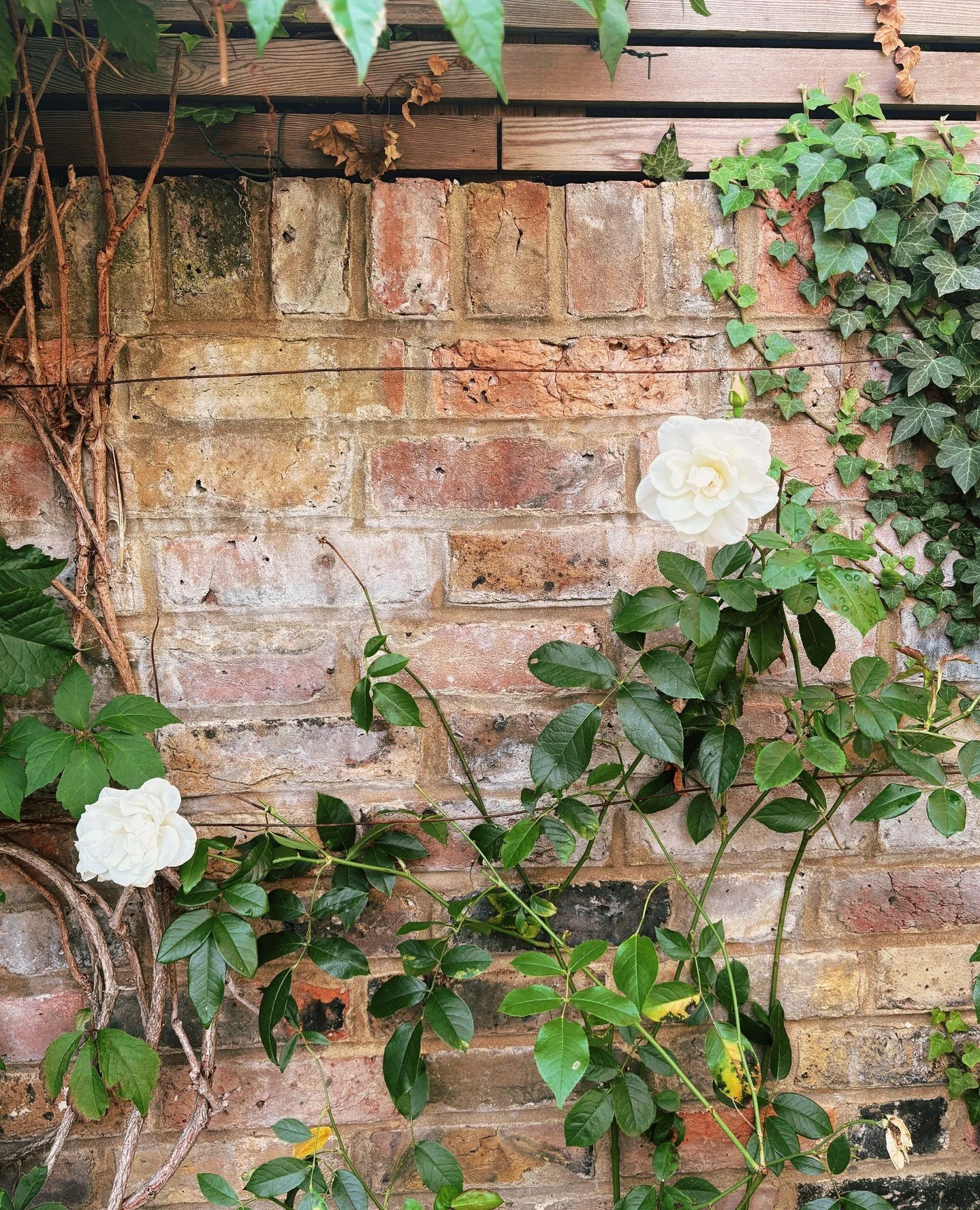 Climbing roses, virginia creeper and ivy- the holy trinity of climbing plants 👼🏻