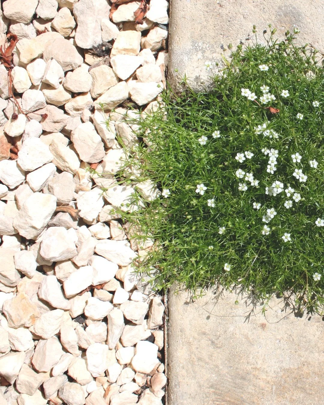 The details are often the best bit 🌿 and a reminder that a wild garden is much more fun than a manicured one.
