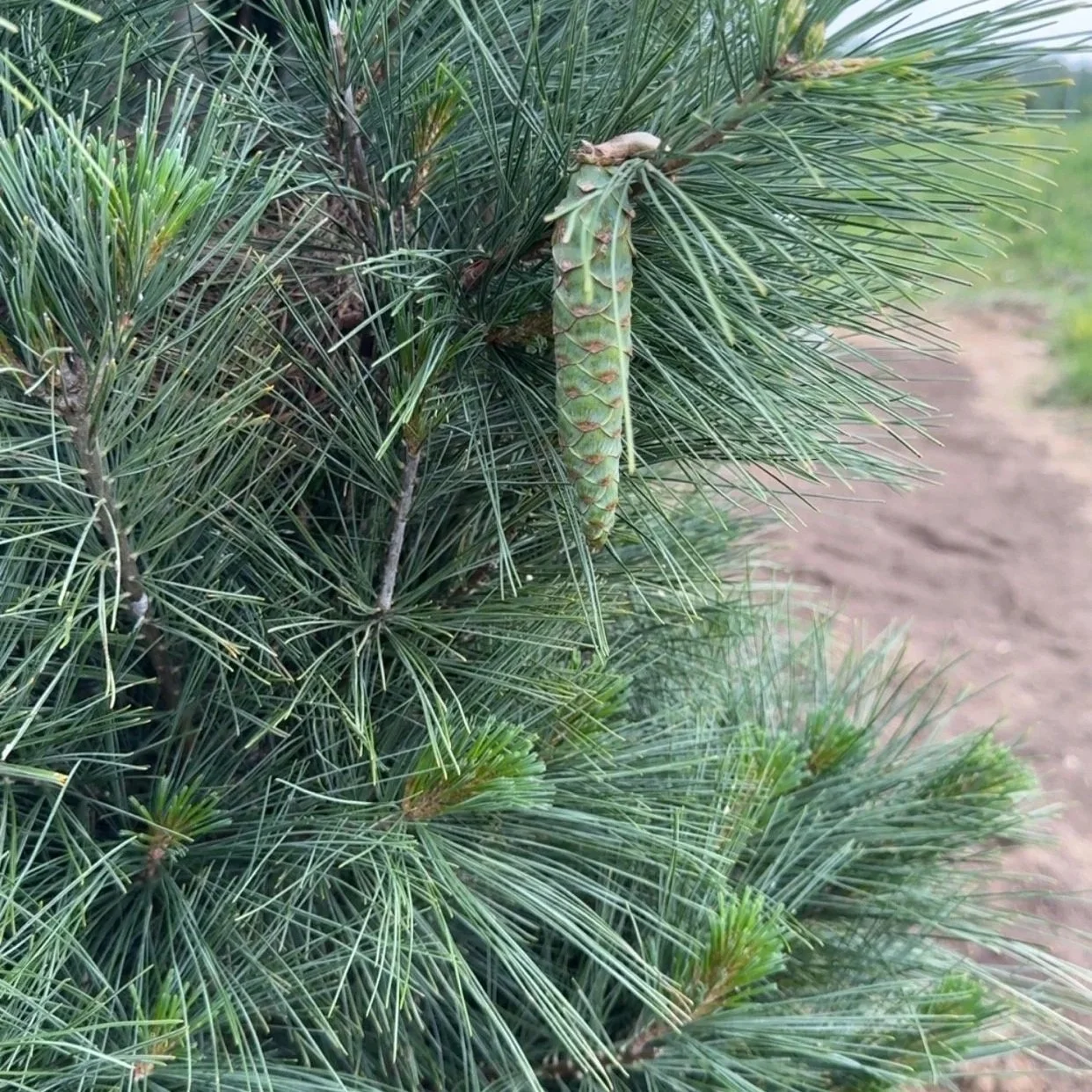 How to Get Year-Round Color in Nebraska