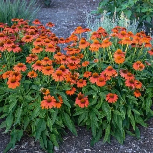 5 Bulletproof Perennials That Laugh at Nebraska's Weather Extremes