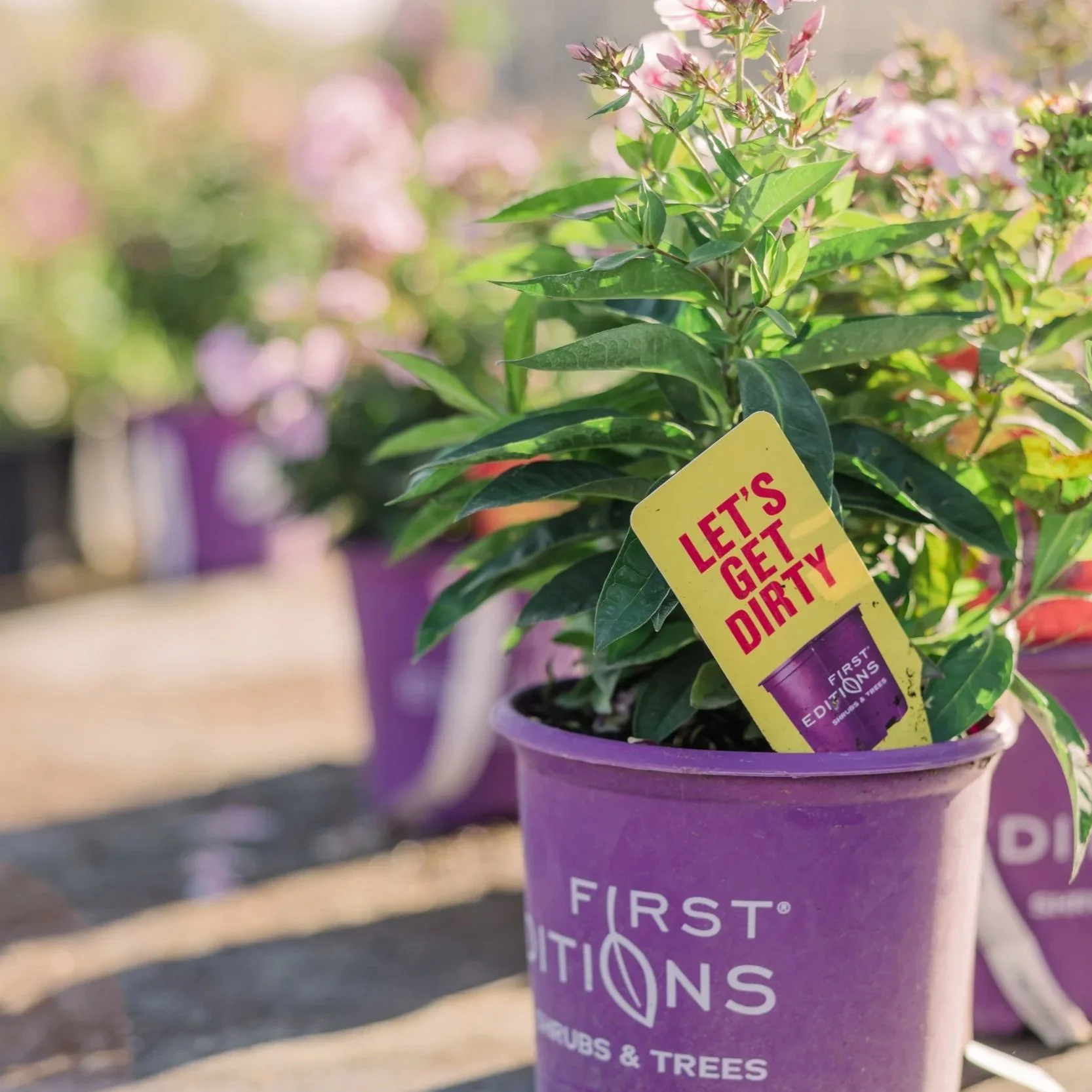 5 Easy Landscape Upgrades That Make a Big Impact