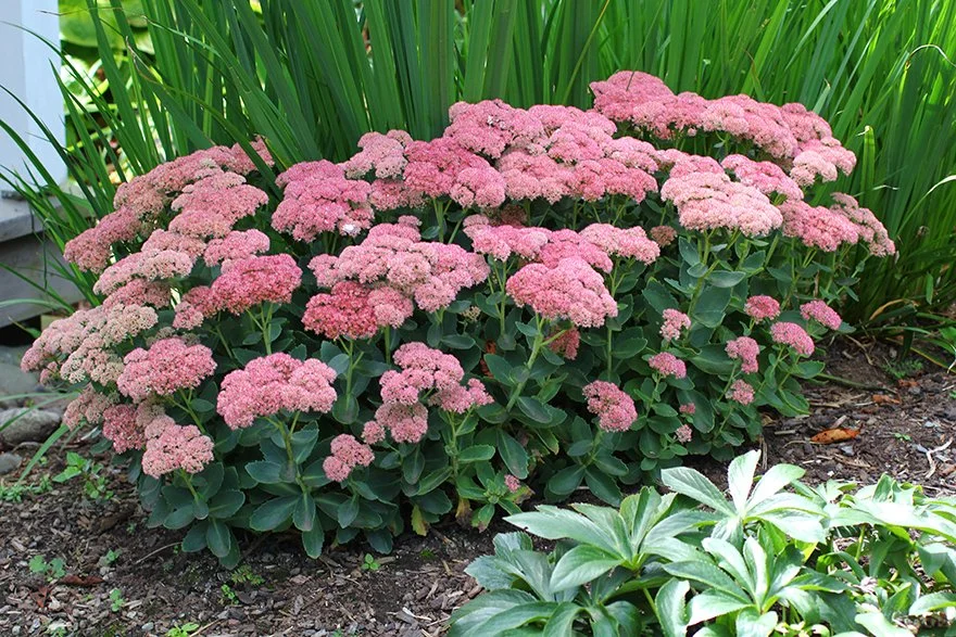 7 Plants for the “I Forget to Water” Parent