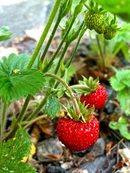 Summer on the Tongue