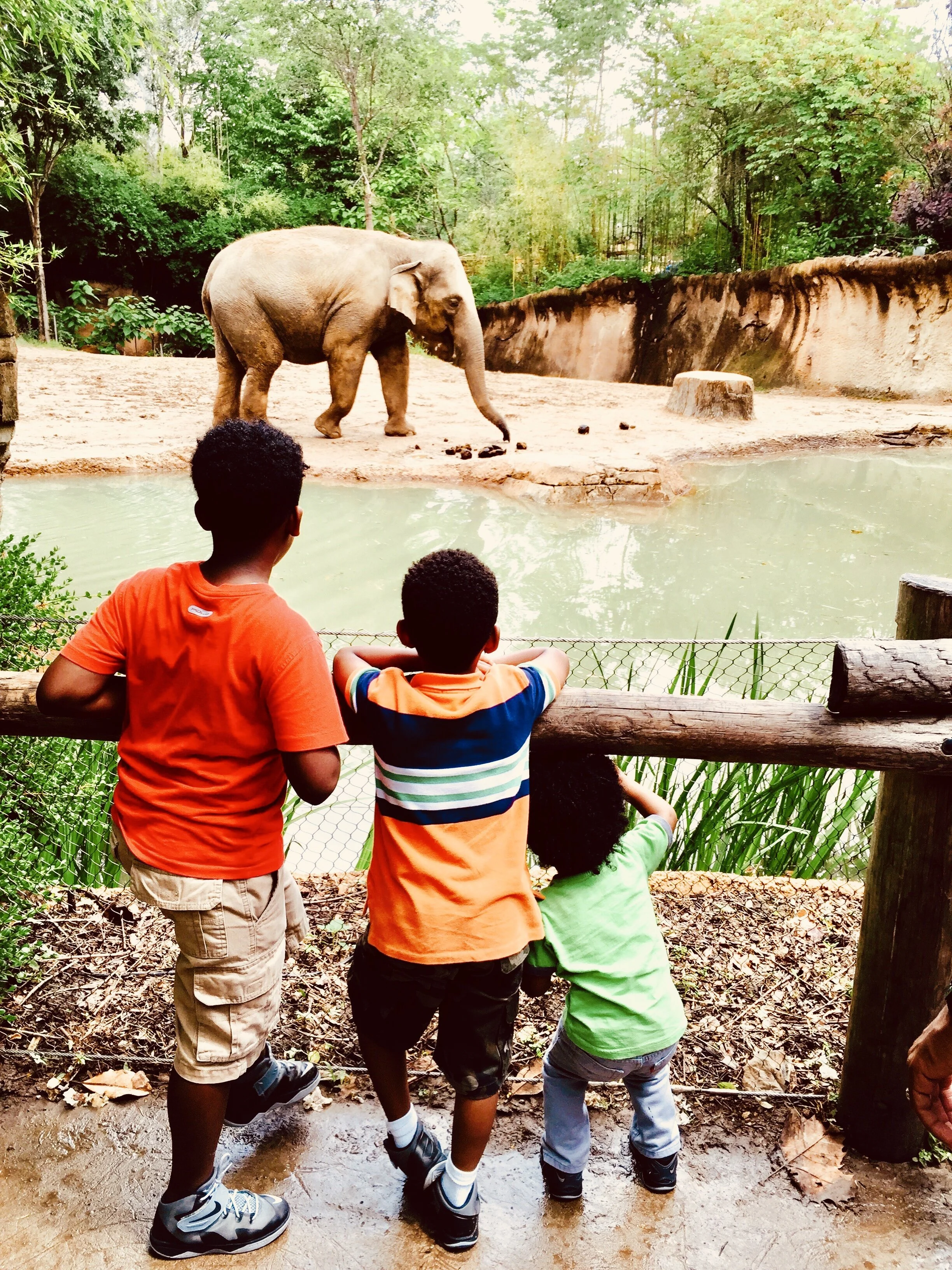 Saint Louis Zoo Elephant Trilogy In Motion.jpg