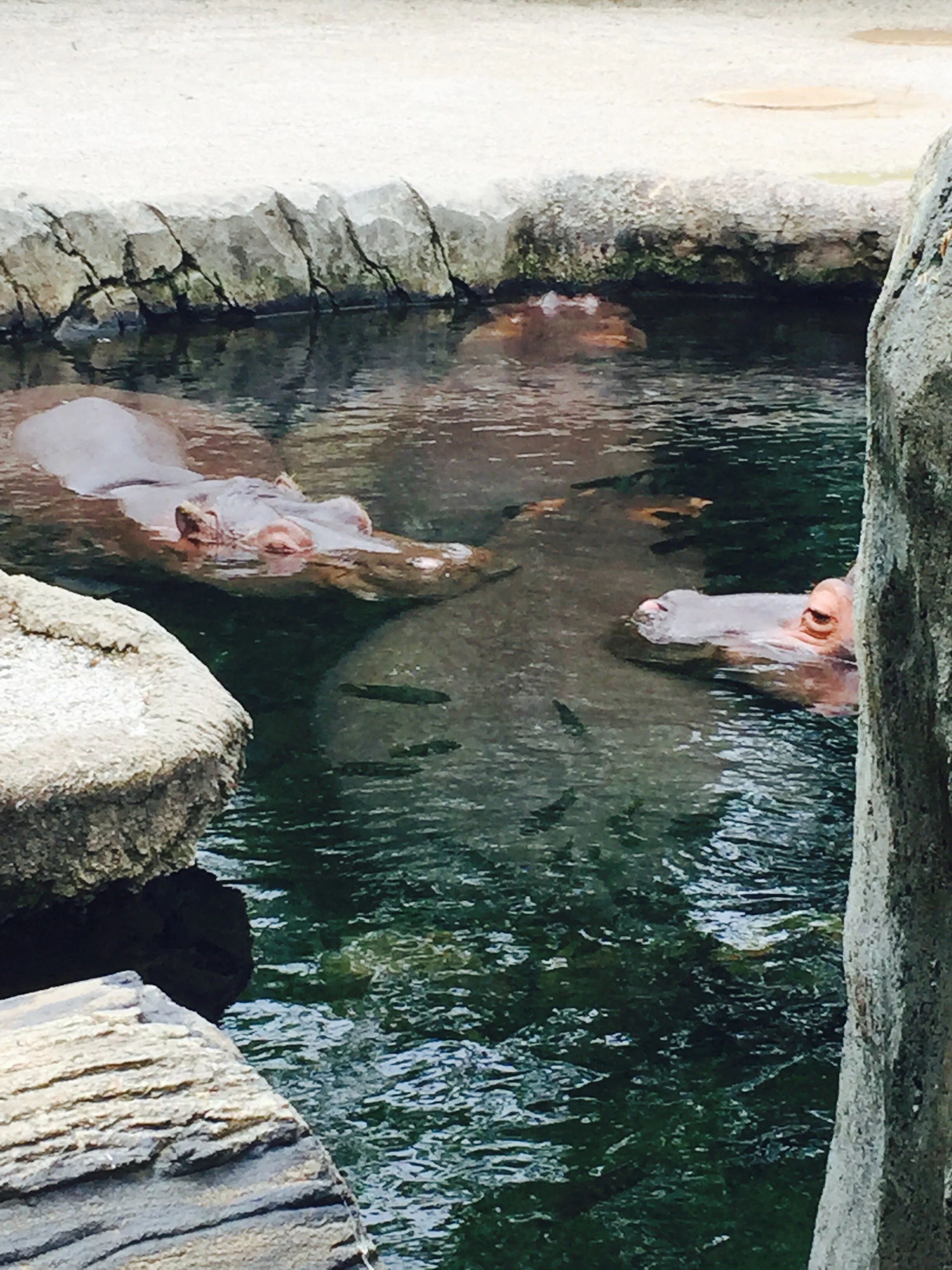 St Louis Zoo Hippos Trilogy In Motion.JPG