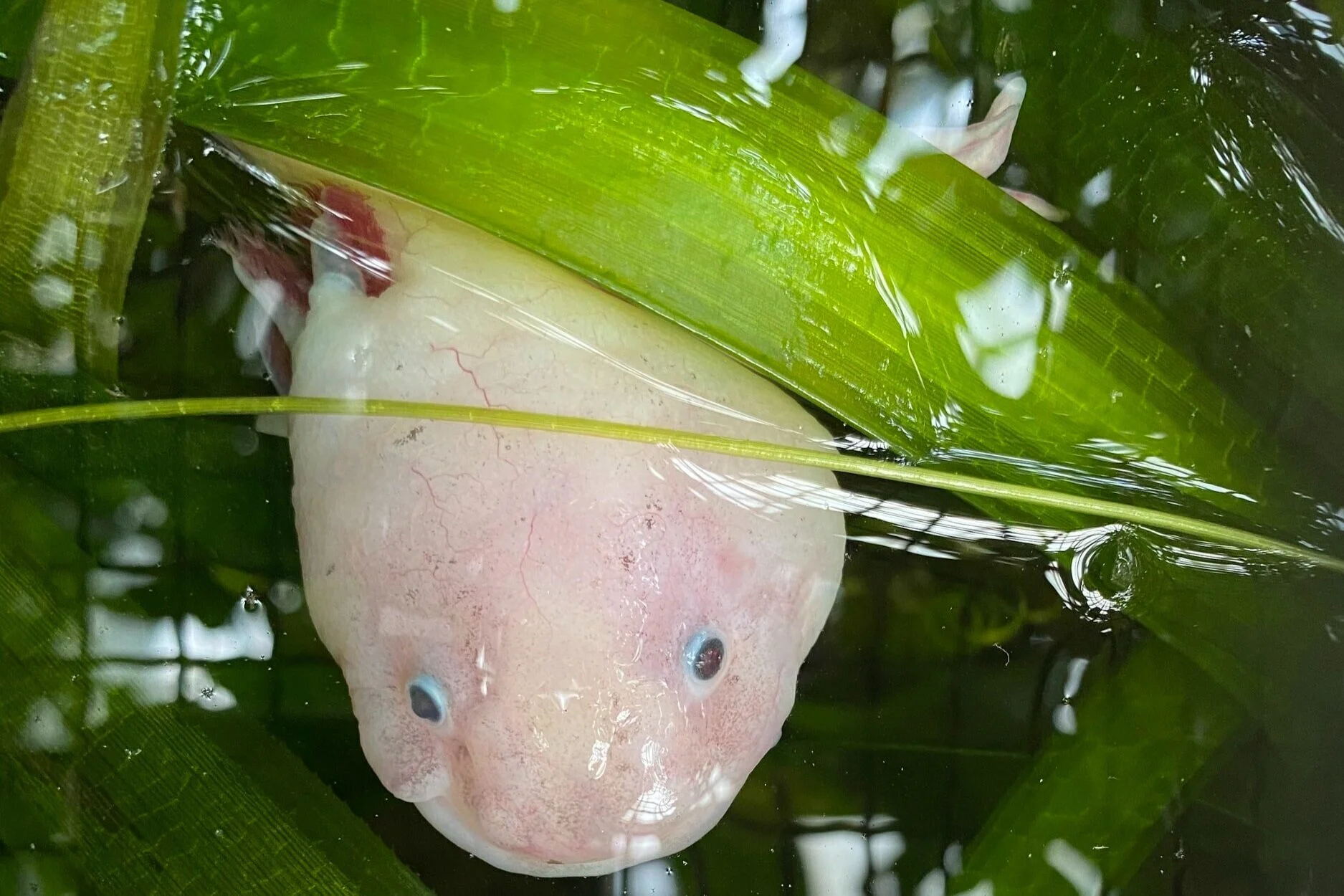 The St. Louis Science Center