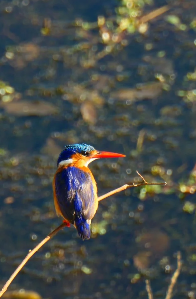 M+kingfisher.png