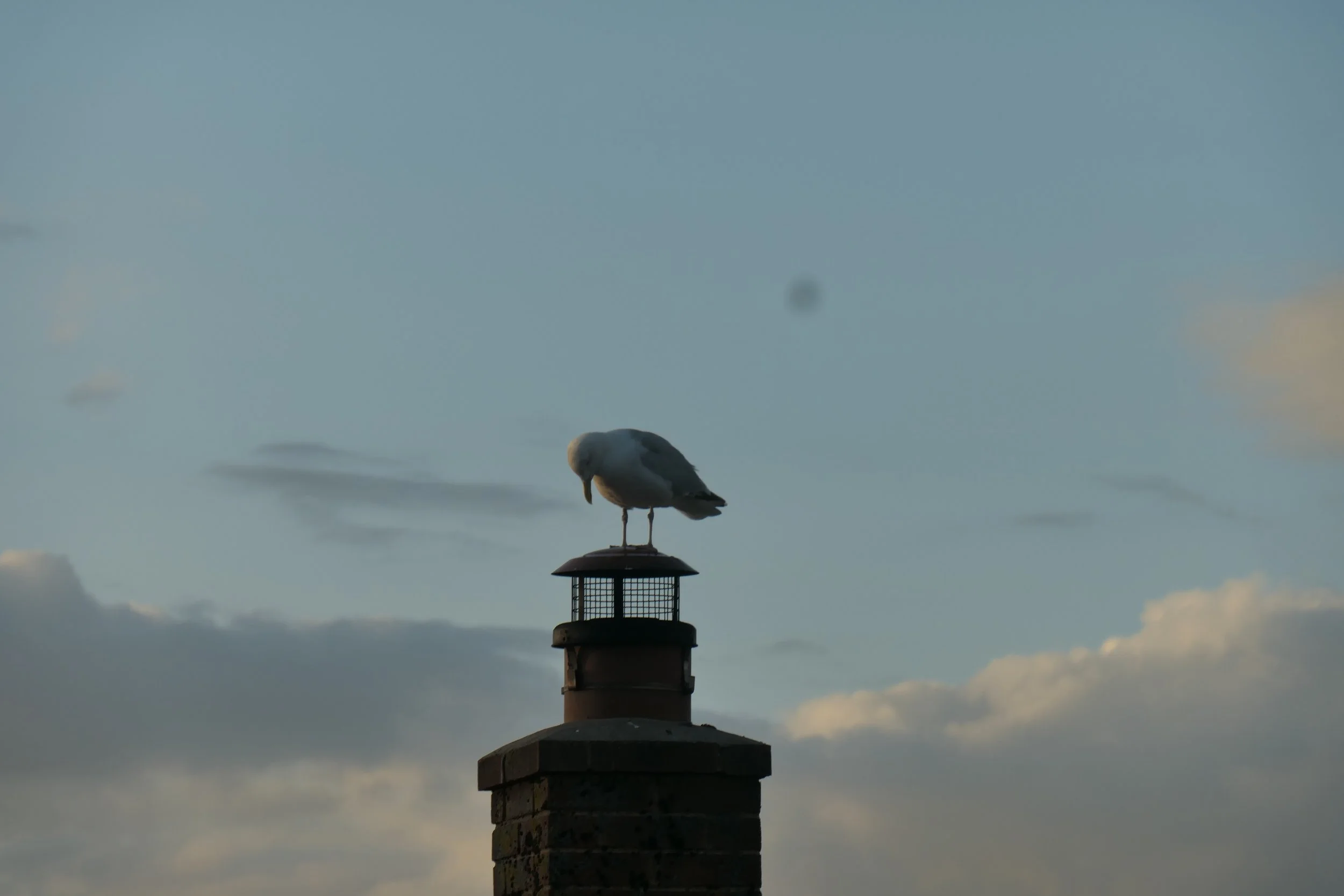 IMG_2939.jpeg