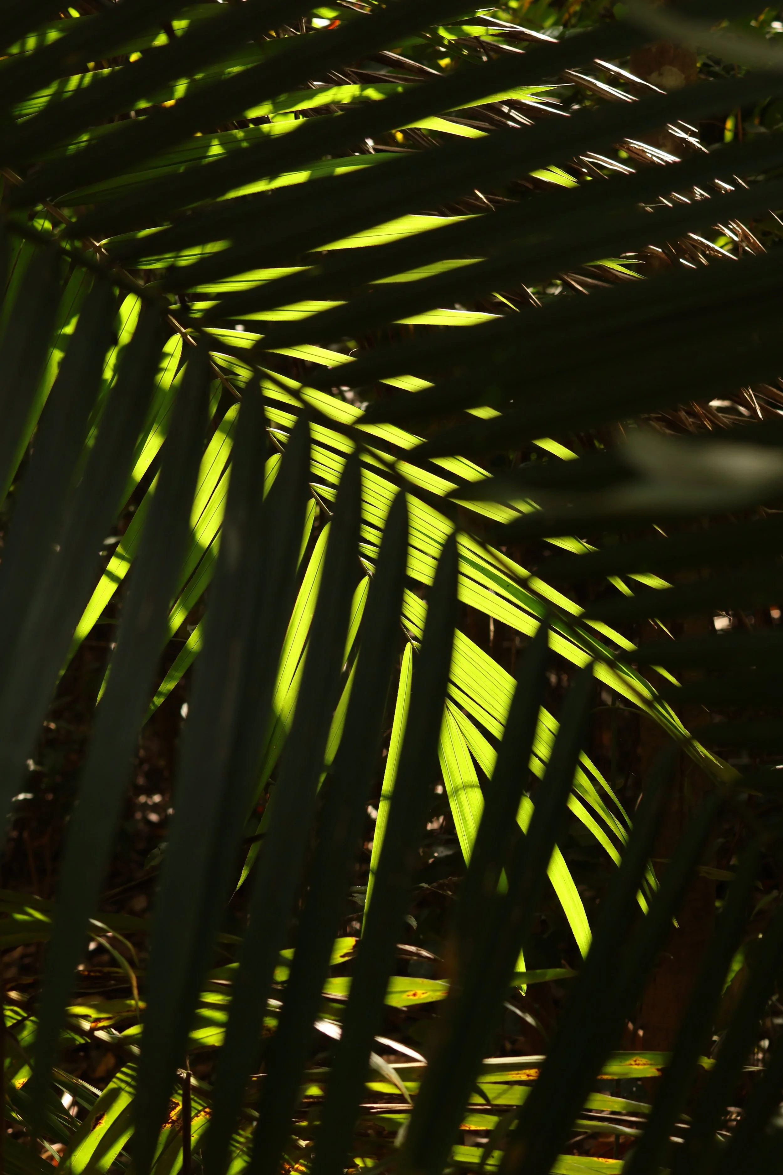 Plants