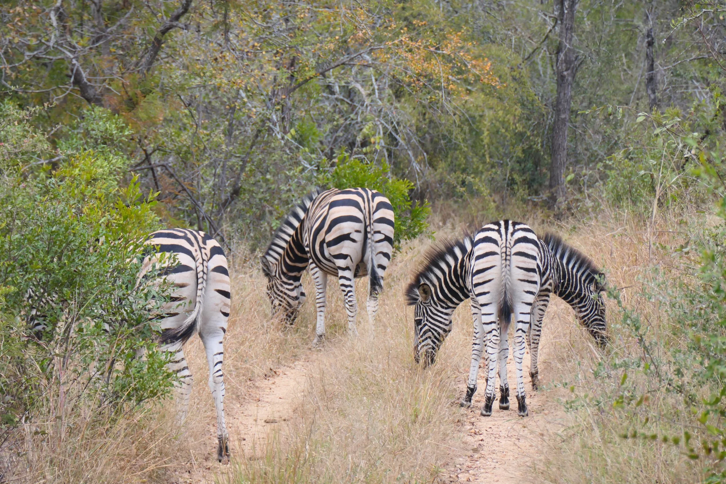 Siamese Zebras .jpeg