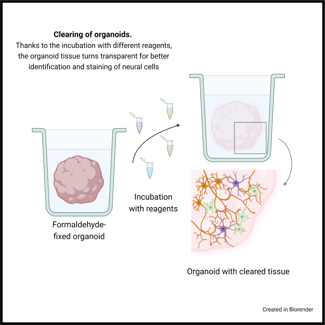 OrganoTherapeutics Newsletter - February 2025 ; 3D tissue clearing for advanced imaging