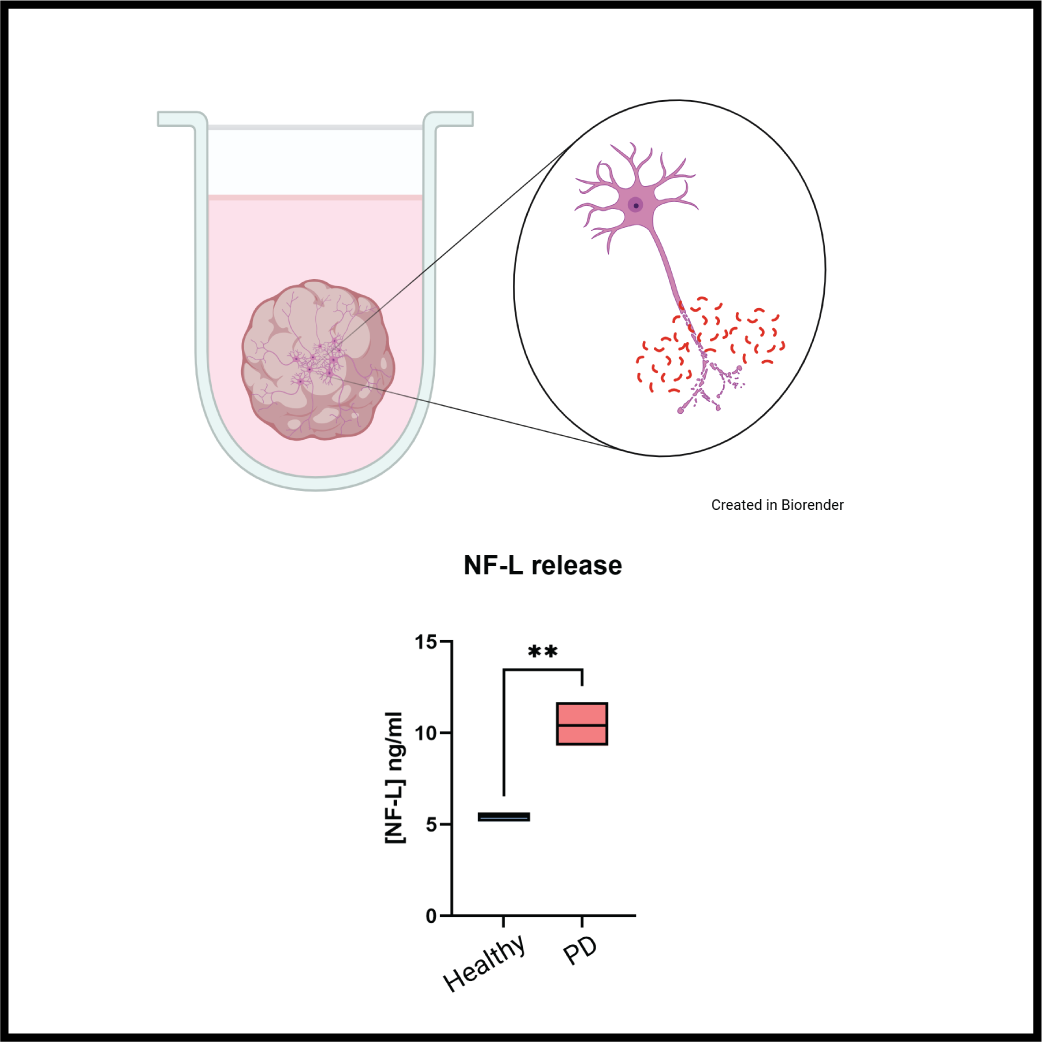 OrganoTherapeutics Newsletter - March 2025 ; Neurofilament light release in organoids