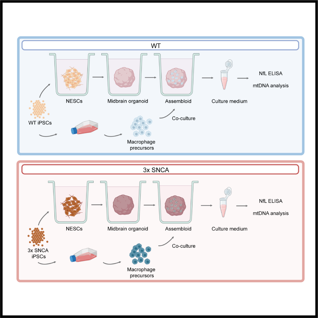OrganoTherapeutics Newsletter June 2025 ; Altered mtDNA dynamics and neurodegeneration in organoids