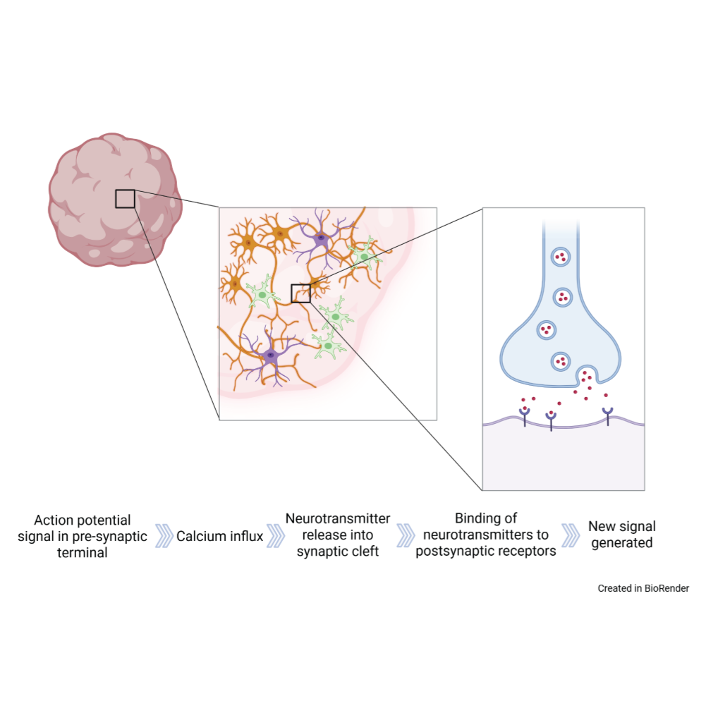 OrganoTherapeutics December 2025 ;  Synapses and their detection in organoid models