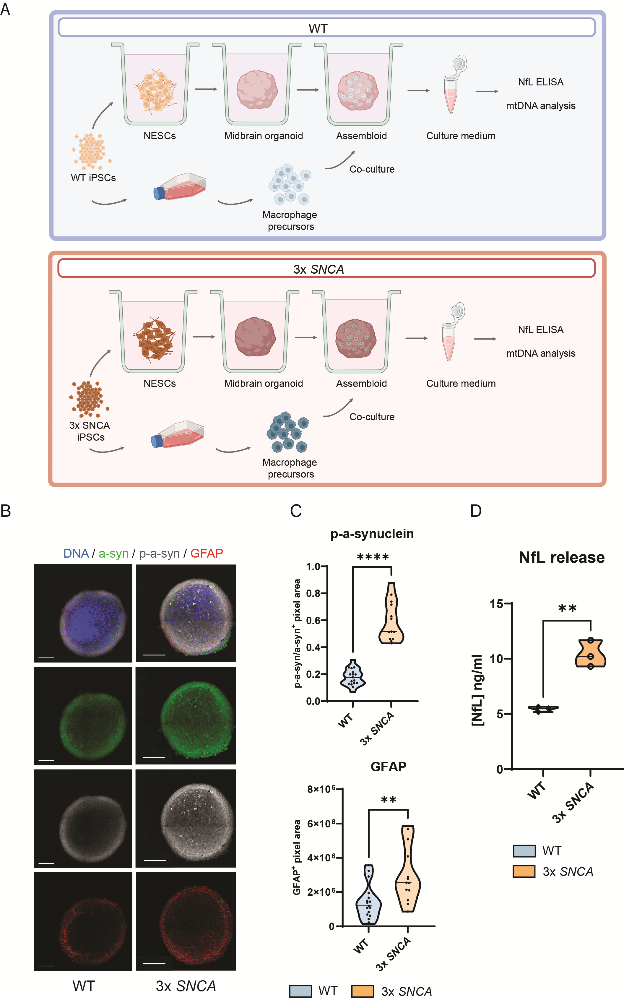 Patient-derived midbrain organoids for Parkinson's just got a clinically translatable readout.