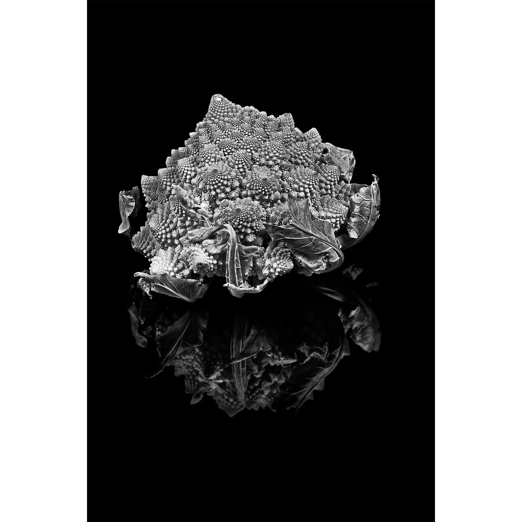 "Tirage photo fine art "Choux Romanesco" œuvre signée et numérotée (édition limitée à 7 exemplaires)