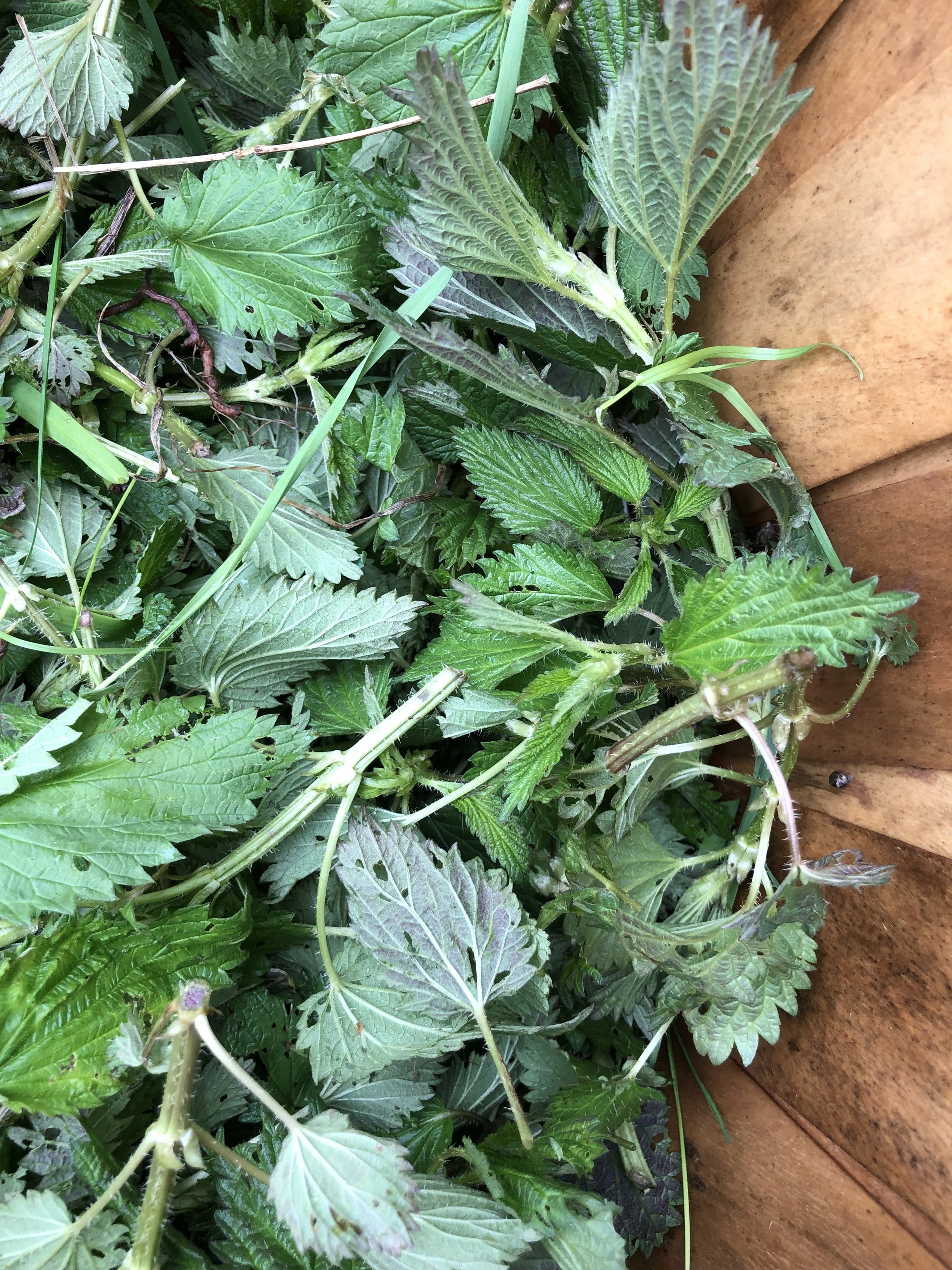 It’s Nearly Nettle Season