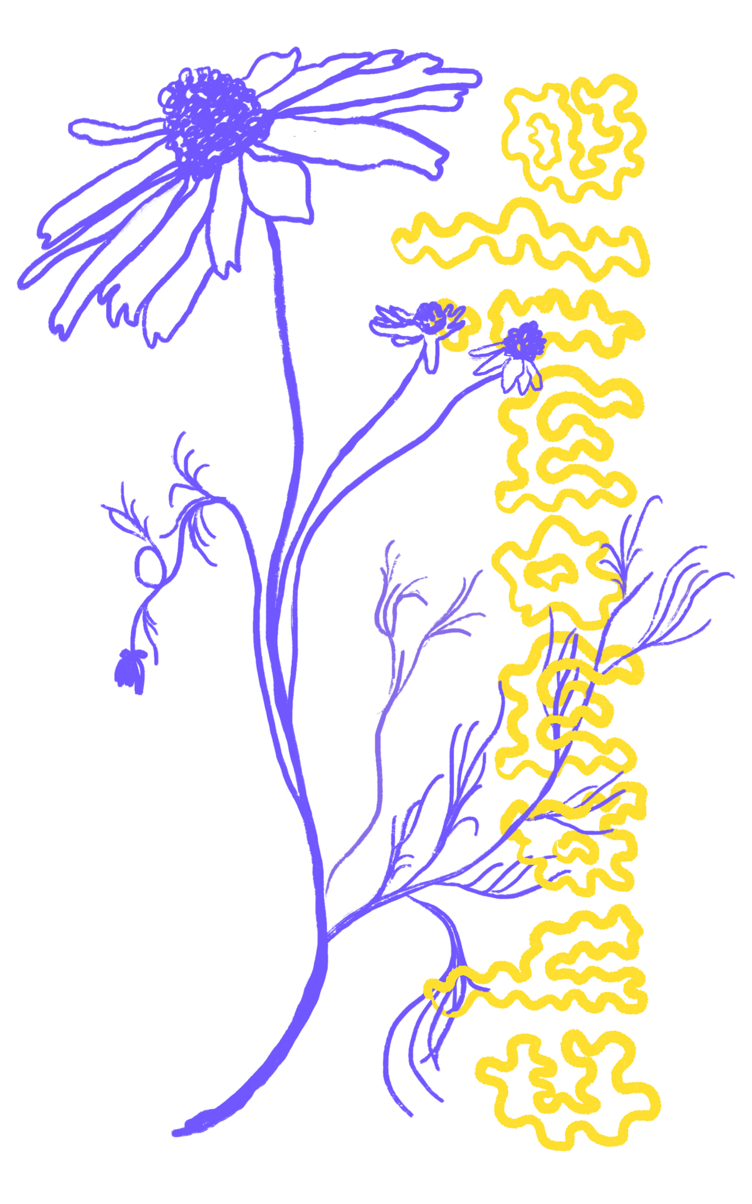 chamomile-buckley.png