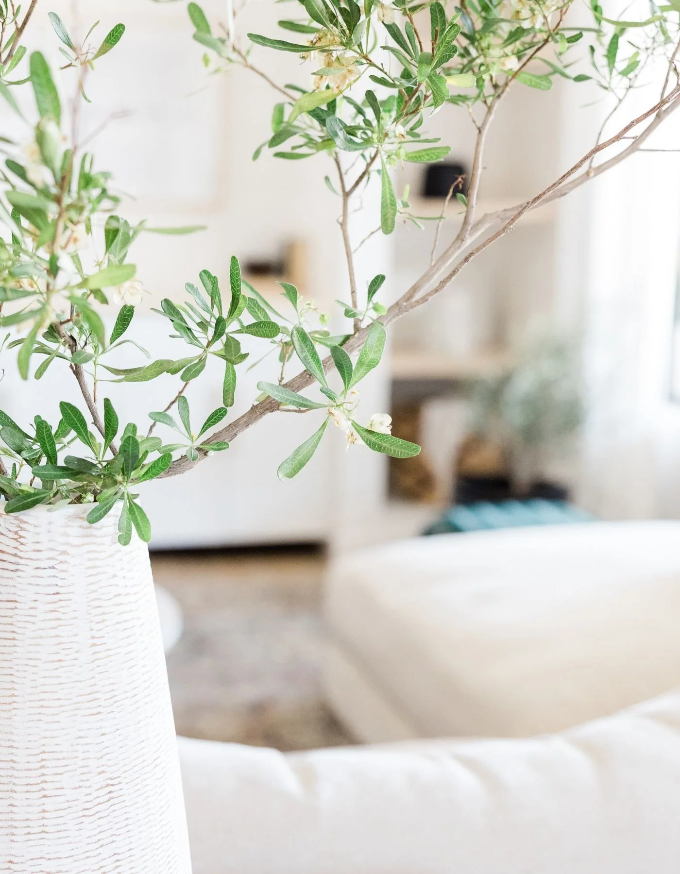 A green houseplant with elongated leaves in a white textured vase, placed on a table or shelf in a bright, modern living room.