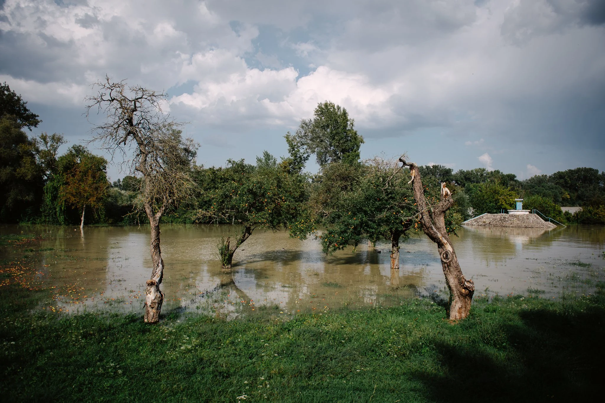 Fruit trees under water in Dunabogdány, on 18 September 2024.