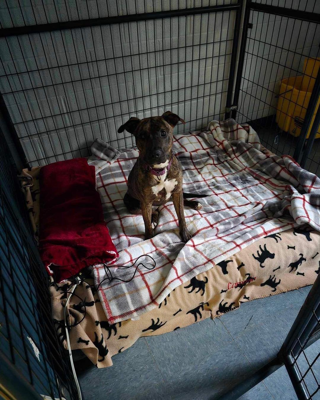 In an effort to prepare for the severe storm warnings and flooding of the area, our team members Kirstyn Wheeler and Kimberley Taylor volunteered to stay the night at our kennel facility. After tucking our adoptable dogs into bed for the evening, Lad