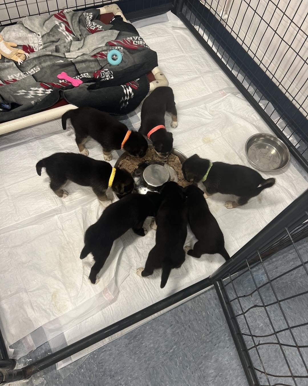 While on her feeding route, one of our street team volunteers was notified of a female nursing her litter of 9 puppies under a home. With no space to bring them in, all we could do was to provide food and work to piece together a plan. 

As the famil