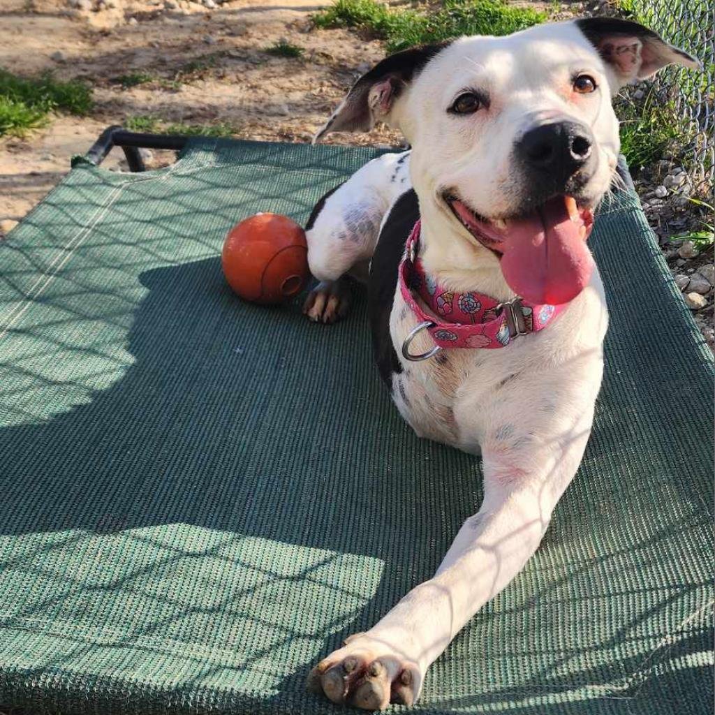 Next on our tour of dogs is the adorable Skipper-

🏆 Meet Skipper: The 3-Legged Fetch Queen with a Heart of Gold! 🐾

Skipper&rsquo;s journey hasn&rsquo;t been easy, but this brave and loving pup hasn&rsquo;t let her rough start&mdash;or her missing