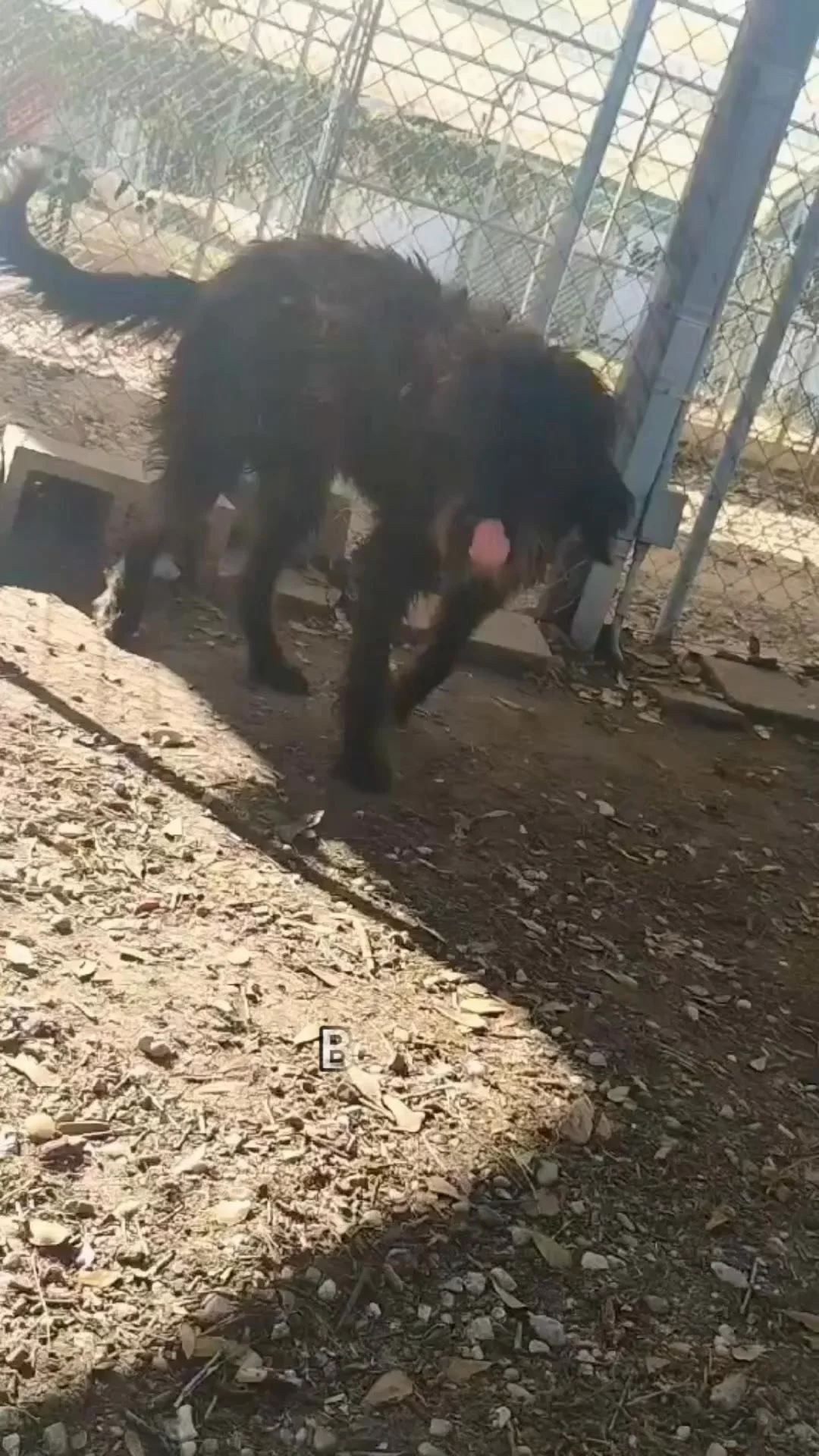 From surviving the freeze to stepping into a brand-new chapter ✨🐾

Not long ago, Rubble was found wandering a Houston parking lot during the freeze&mdash;severely matted, cold, and just trying to make it through. Thanks to quick action, big hearts, 