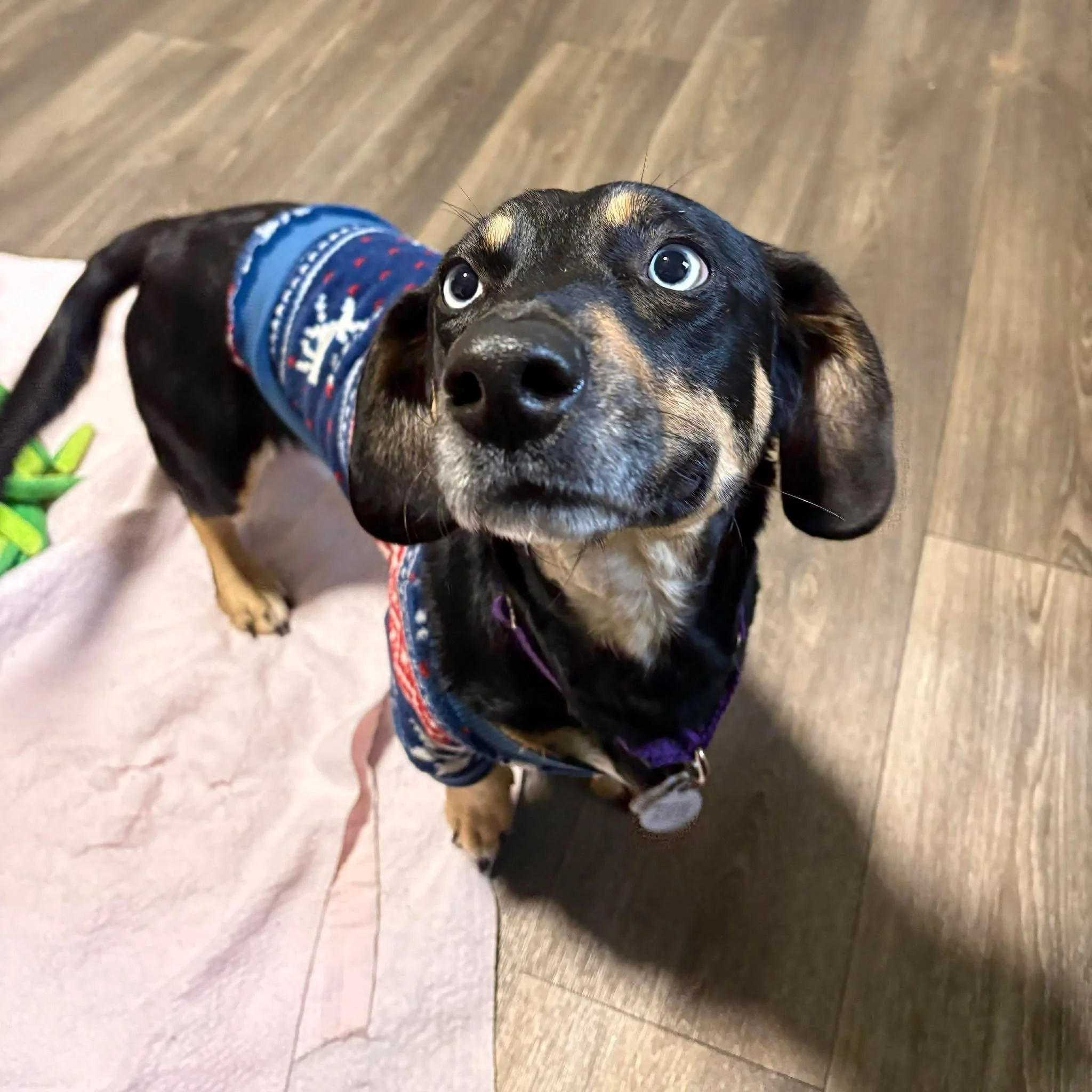 February 2026 Pup-Date