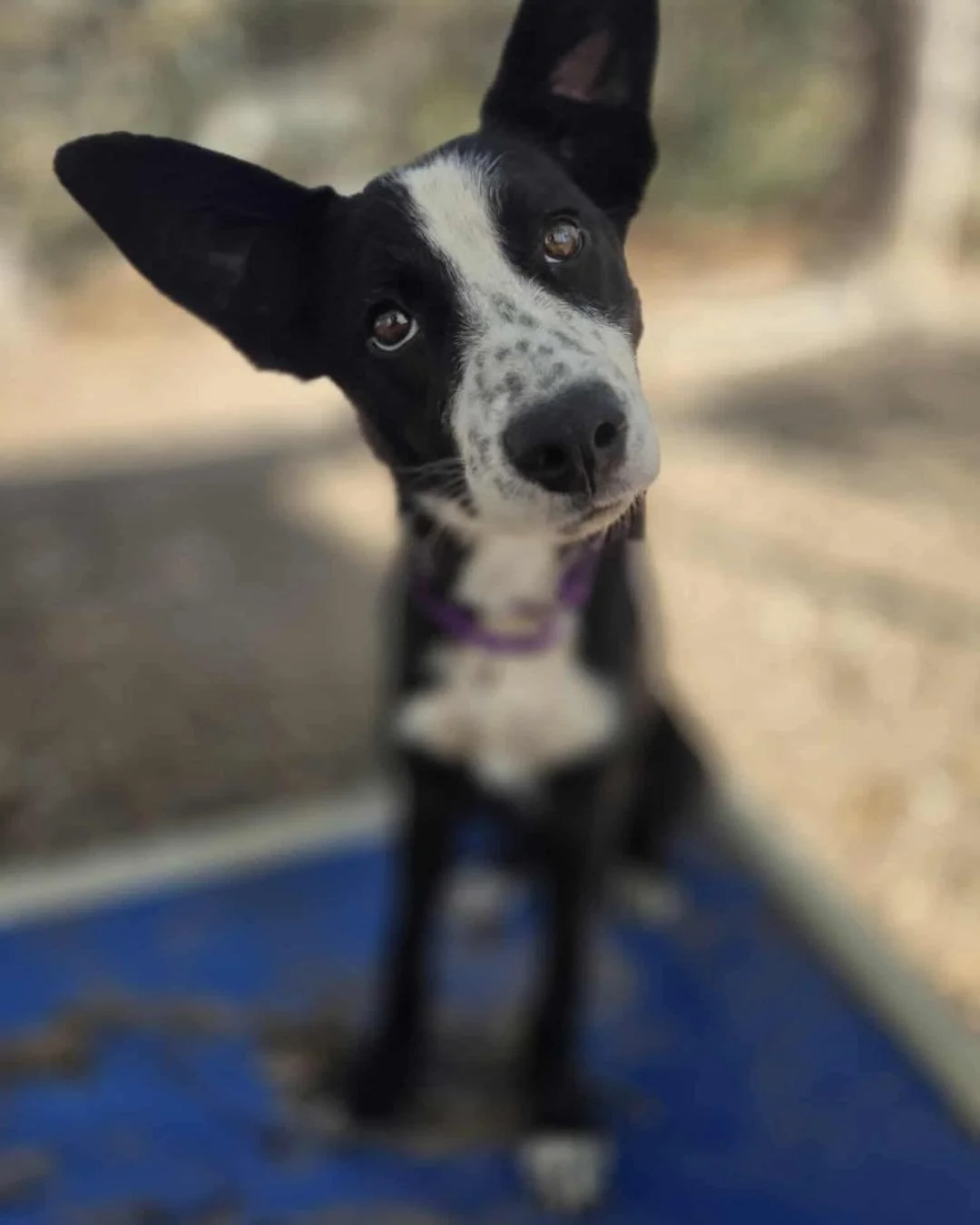 Today was a big day for two very special girls! 

Petunia and Sassy officially left Houston and are on their way north to our amazing rescue partner, Buddy Dog Humane Society, Inc., where they will be available for adoption and begin the fresh start 