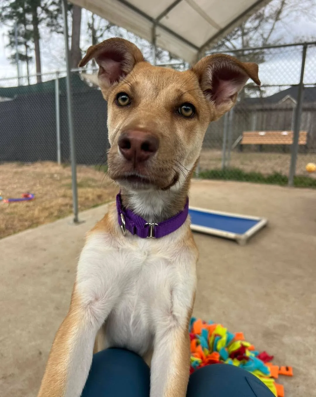 Meet Allie 💛

This sweet girl was rescued by petset_tx and rushed straight to the veterinary hospital, where it was discovered she had fractures in her pelvis, femur, and rib cage. Despite everything she had been through, Allie never lost her spark.