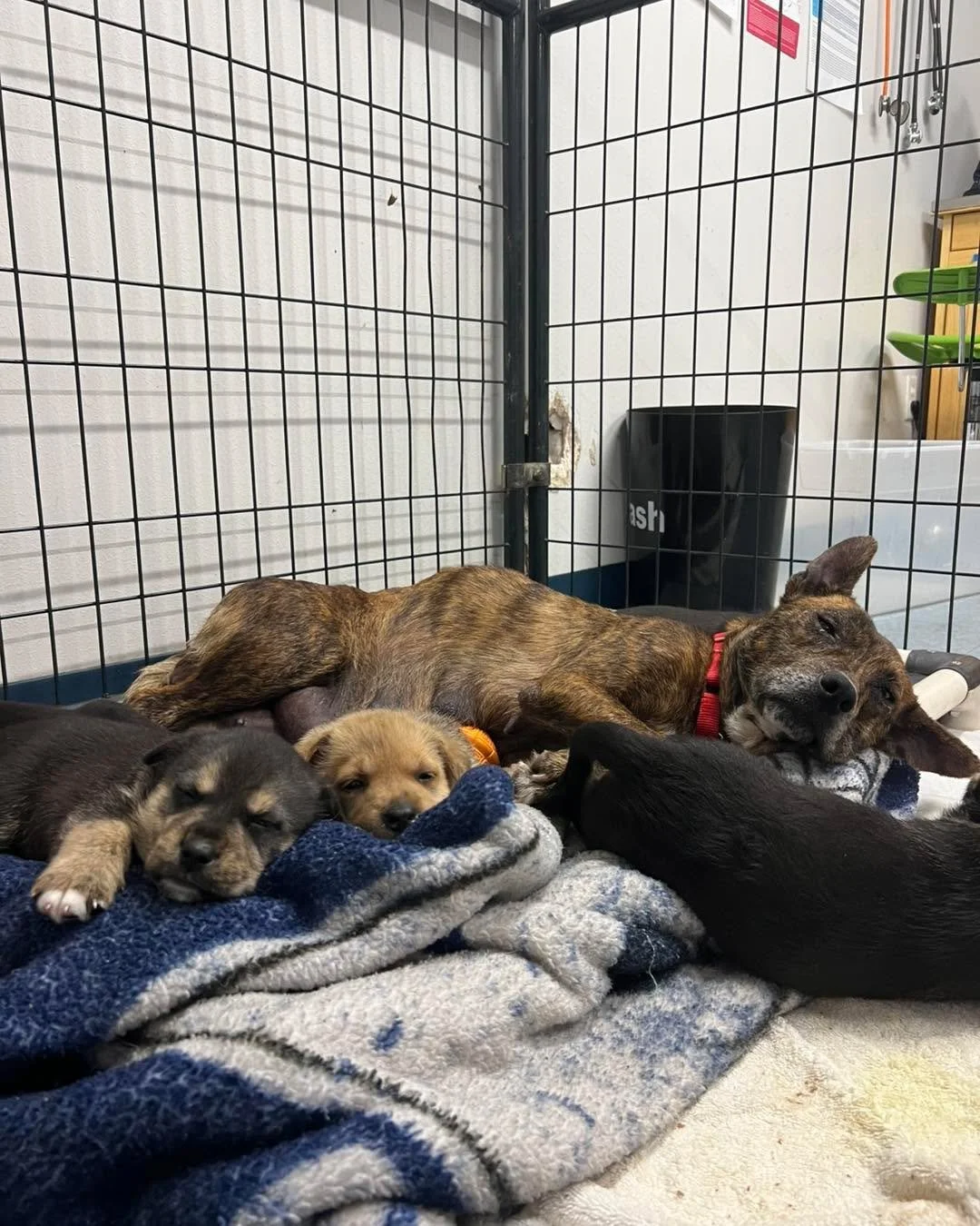 A Valentine&rsquo;s Rescue Story: One Brave Mom &amp; Her Six Little Loves 

Just before Valentine&rsquo;s Day, love showed up in the form of a shy nursing momma and her six precious puppies.

For years, this sweet girl had been seen on the streets, 