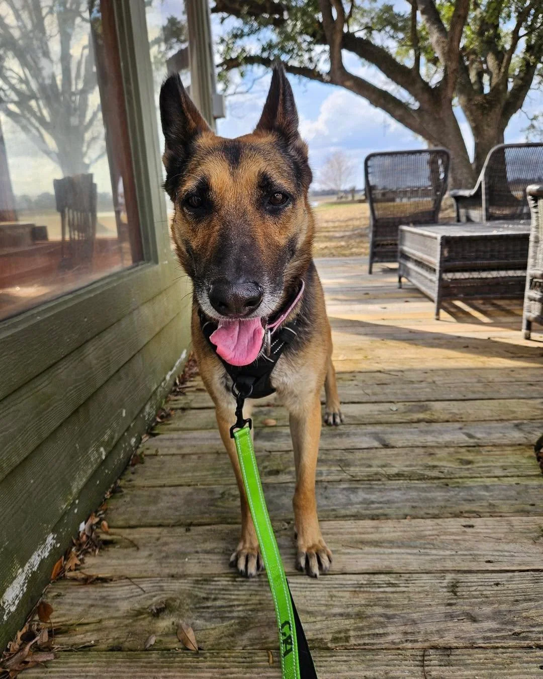 The Power of a Doggie Day Out: More Than Just a Field Trip

There&rsquo;s something truly special about a Doggie Day Out program. At its heart, it&rsquo;s about giving shelter dogs a chance to step outside the kennel, breathe fresh air, and just be d