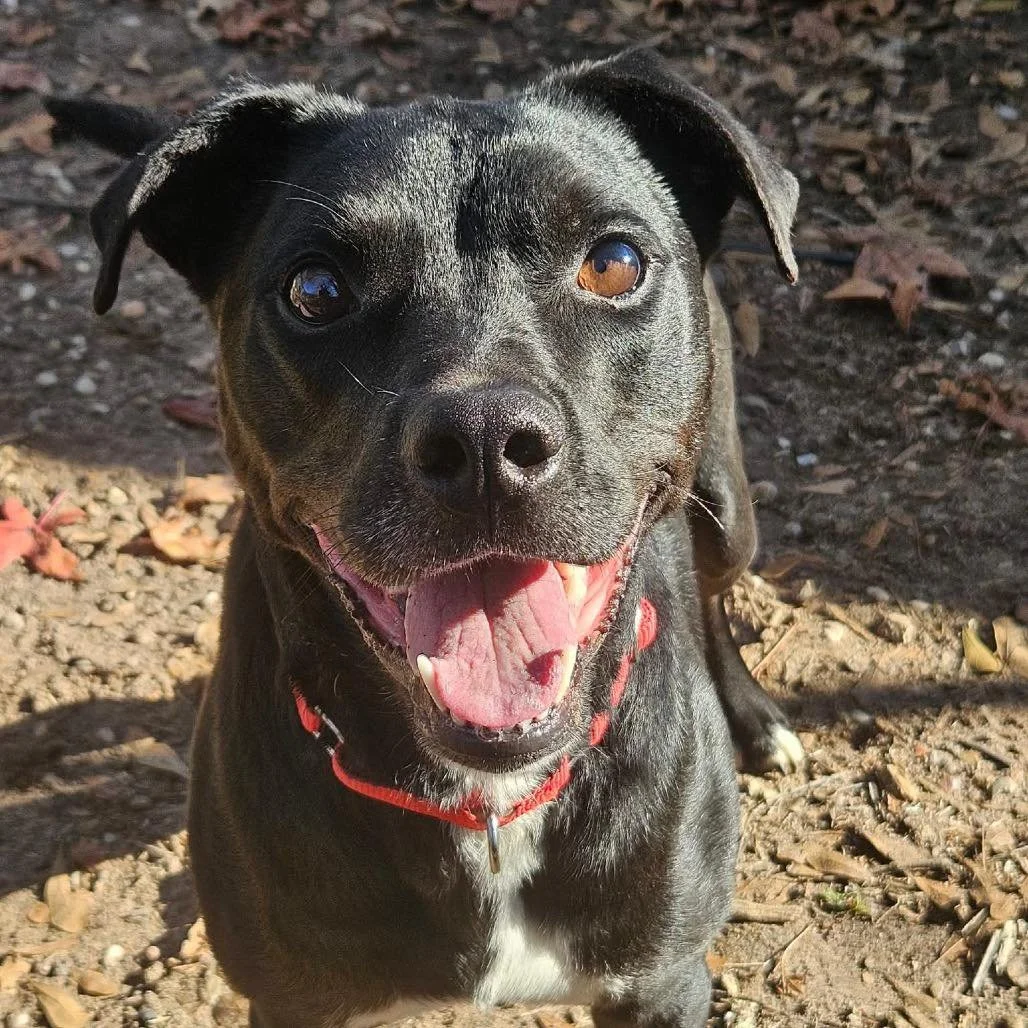 Meet Rocky and Annie!

While stopping to care for the cats on our feeding route, volunteers were greeted by two dogs desperate for affection. Each day, our volunteers would walk them back to their property, until one day, both dogs were locked outsid