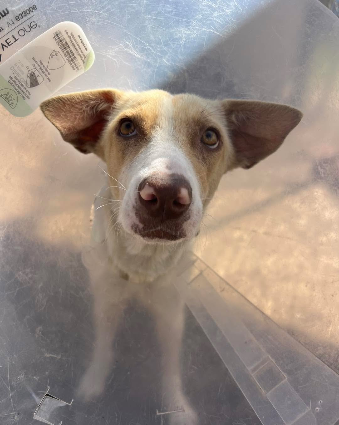 Healing Update for Cercei! 

When Cercei came into our care, she was suffering from a painful uterine prolapse that required immediate surgical intervention. Thanks to the quick action of our veterinary team at ahwoodlands and to your generous donati