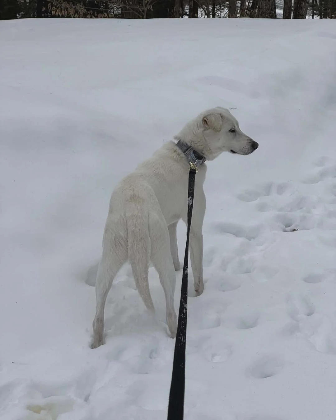 Adoption Update #4, Koya! 

This week, sweet Koya made the journey to his forever family in New Hampshire &mdash; and our hearts couldn&rsquo;t be fuller.

Koya was rescued alongside his sister, Kita, and while she&rsquo;s been busy living her very b