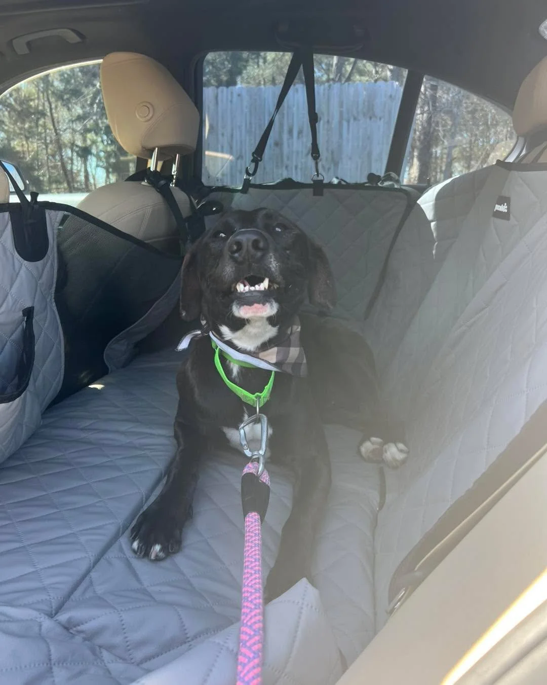 Some of the very best dogs are the ones who struggle the most in a kennel environment.

Dogs like Osborne.

Kennels are loud. They&rsquo;re busy. They&rsquo;re full of unfamiliar smells, barking voices, clanging gates, and constant activity. For sens