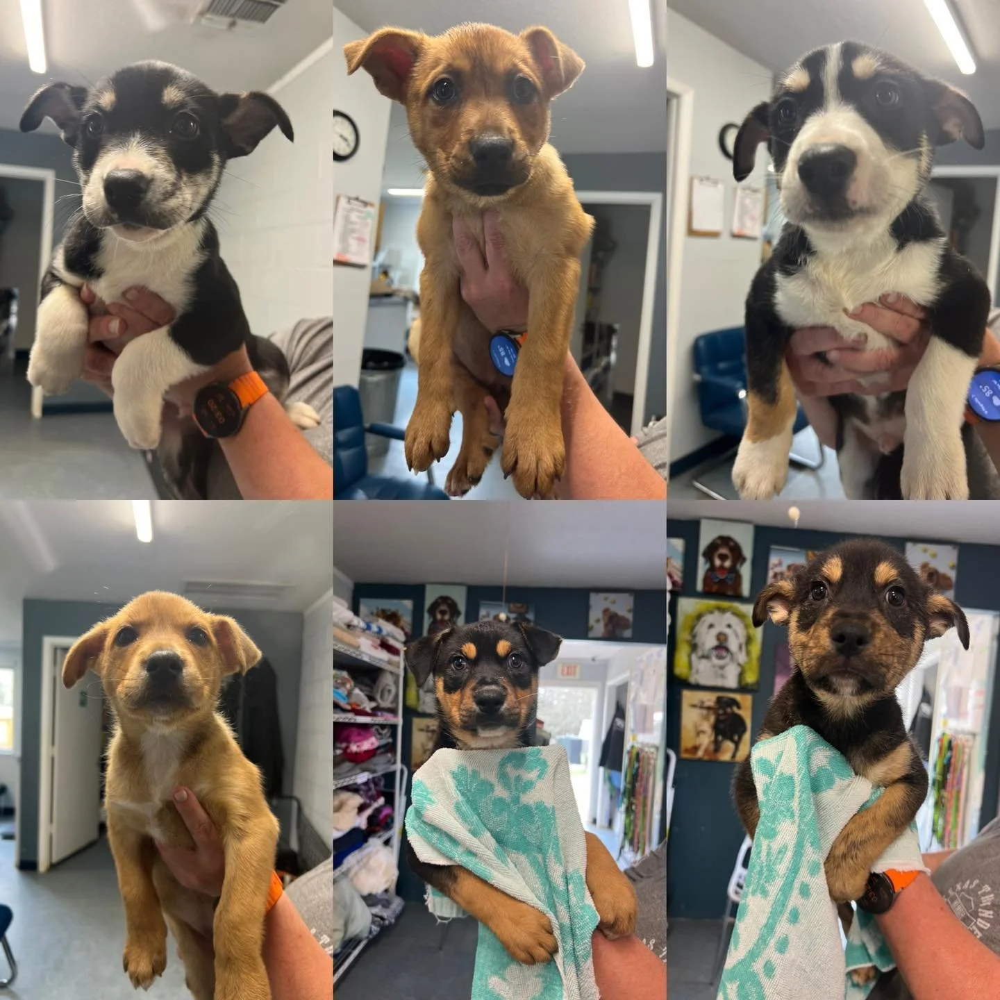 Today, 12 sweet puppies from Texas are on their journey to a new life with our amazing partner rescue, The NOAH Center, in Washington! 

Before this big day, many of these little ones were cared for by temporary foster parents&mdash; homes that truly
