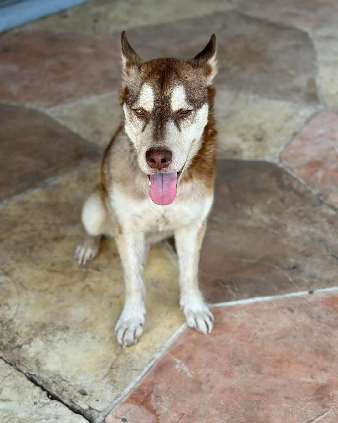 CJ Update!

Just two months ago, CJ was rushed to Gulf Coast Veterinary Specialists after he had been found suffering from a skull fracture, pelvic fracture, severe injury to his paw and face, and a diaphragmatic hernia, which had allowed his liver t