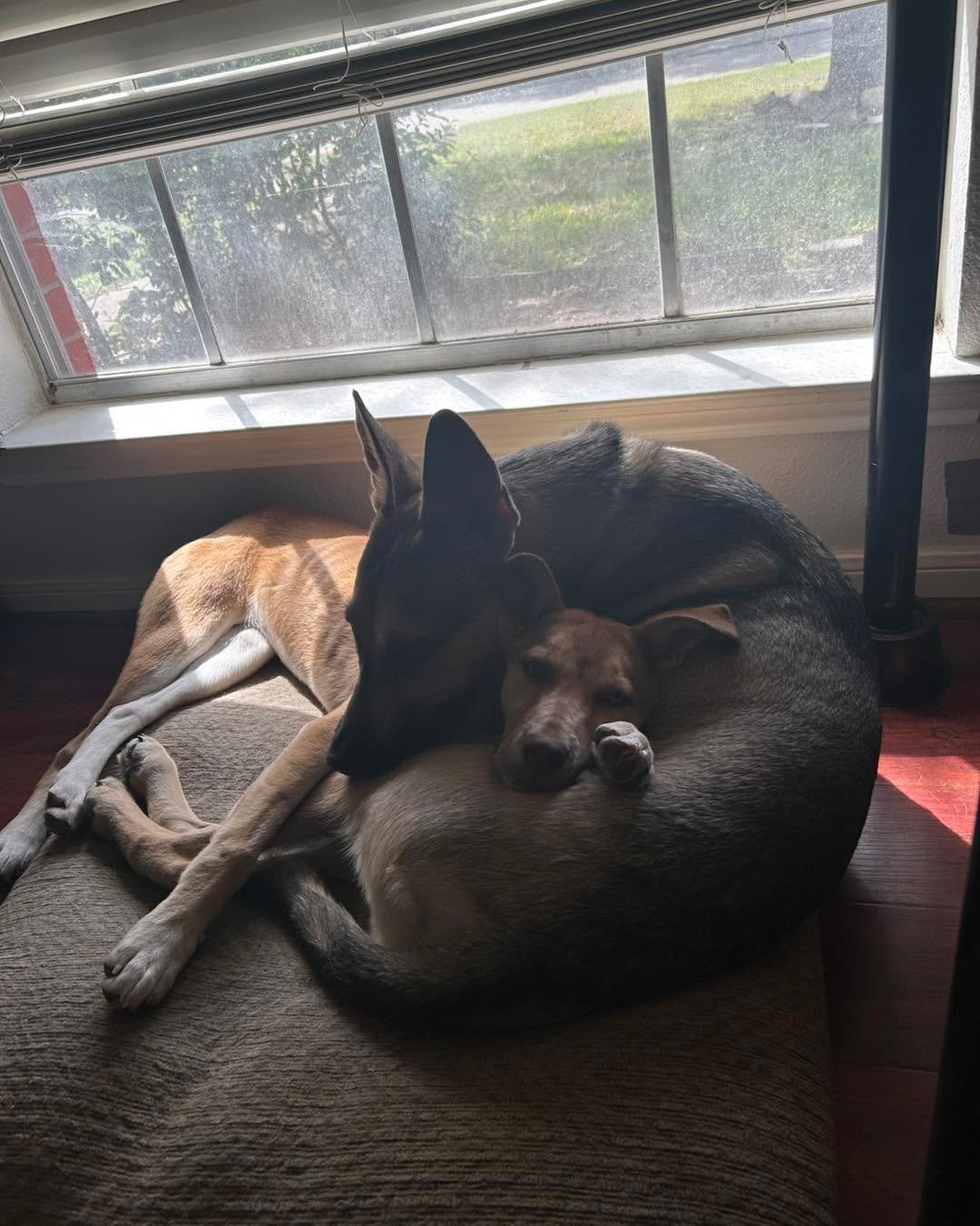 Thanks to an incredible outpouring of support after our recent plea for help, sweet Allie is now settling into a short-term foster home and she&rsquo;s making the most of it!

Allie has quickly shown us what a loving, gentle soul she is. Her favorite