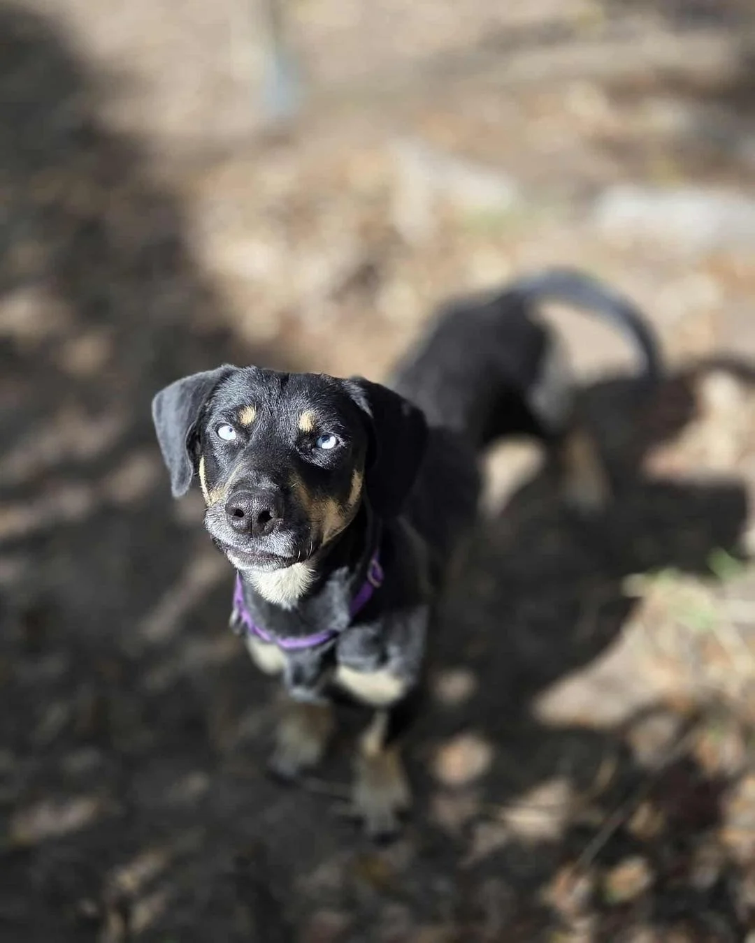 Adoption Update #5, Bambi! 

Bambi&rsquo;s story is one we wish we didn&rsquo;t see so often&mdash;but one we&rsquo;re so grateful had a happy ending.

Bambi was found abandoned outside of a flea market with her daughter, Thumper. Sadly, without laws