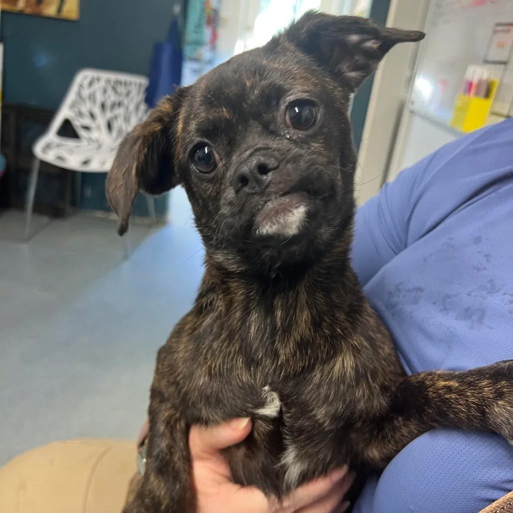 We had recently made the difficult decision to temporarily close intake after reaching capacity with the number of animals and medical cases in our care.

When we put out a plea for help, our community showed up in the best way. Because three incredi