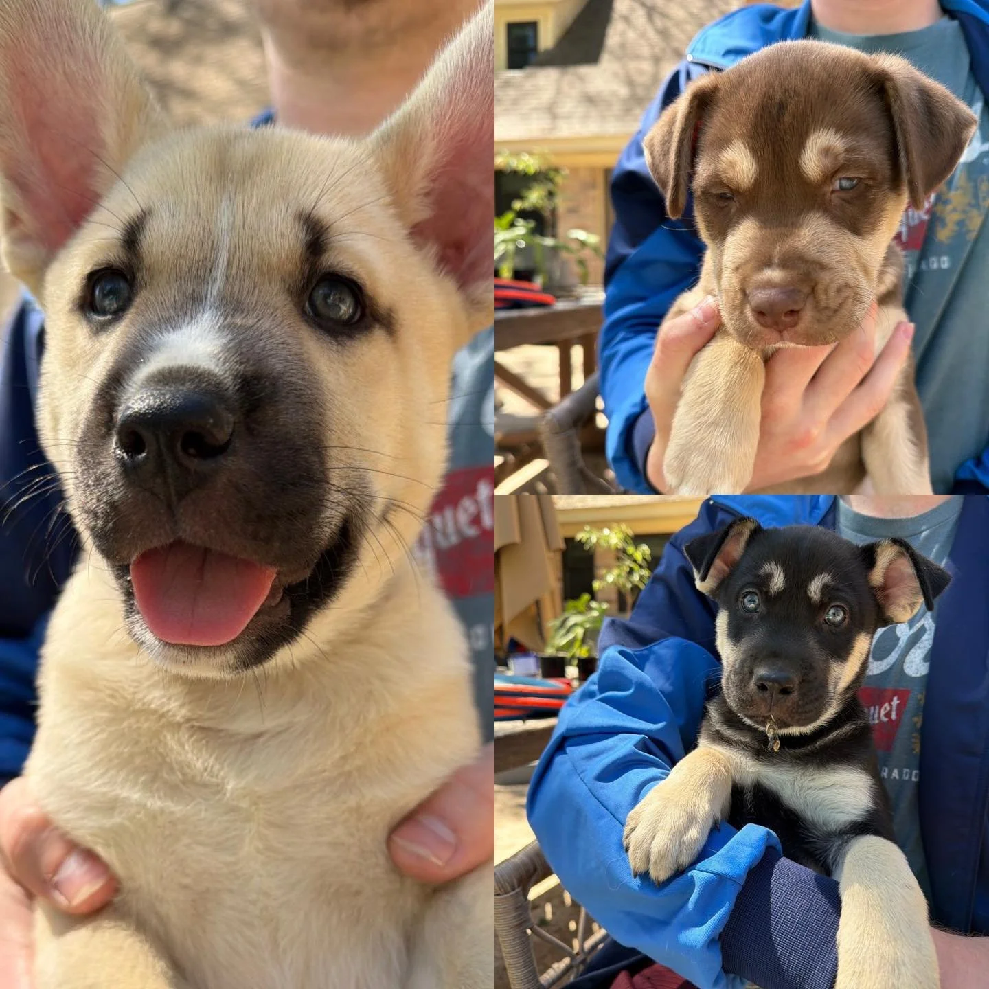 Today, ten of our precious puppies are heading off to our northern rescue partner, The NOAH Center in Washington, where they&rsquo;ll have the chance to find loving homes and bright futures!

Three of these babies come from our Grease Lightning litte