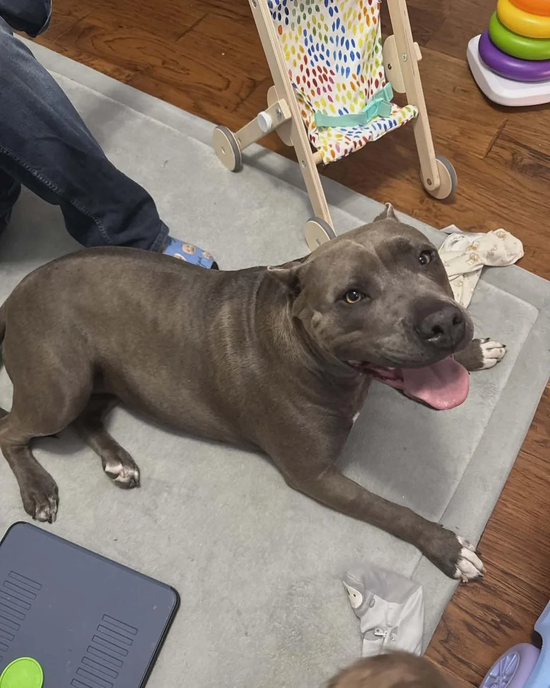 Adoption Update #6, Lorelei!

On the very night of our annual Casino Night fundraiser, Lorelei&rsquo;s rescue was in motion. While we were celebrating and raising funds to save lives, her story was just beginning.

Lorelei required multiple surgeries