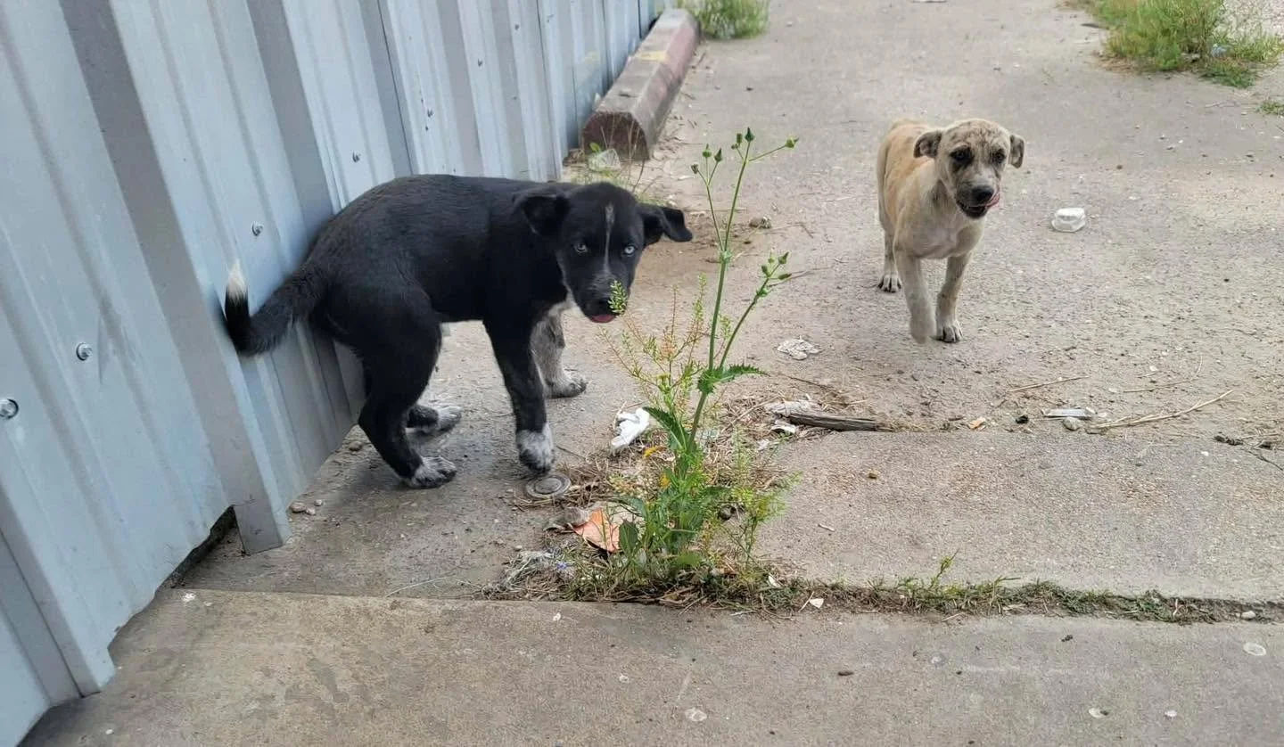 In just a few short hours, our street team volunteers fed 48 dogs living, breeding, and abandoned along the Corridor of Houston. Today, because of their dedication, 5 of those dogs are finally safe&mdash;but their stories are a powerful reminder of h